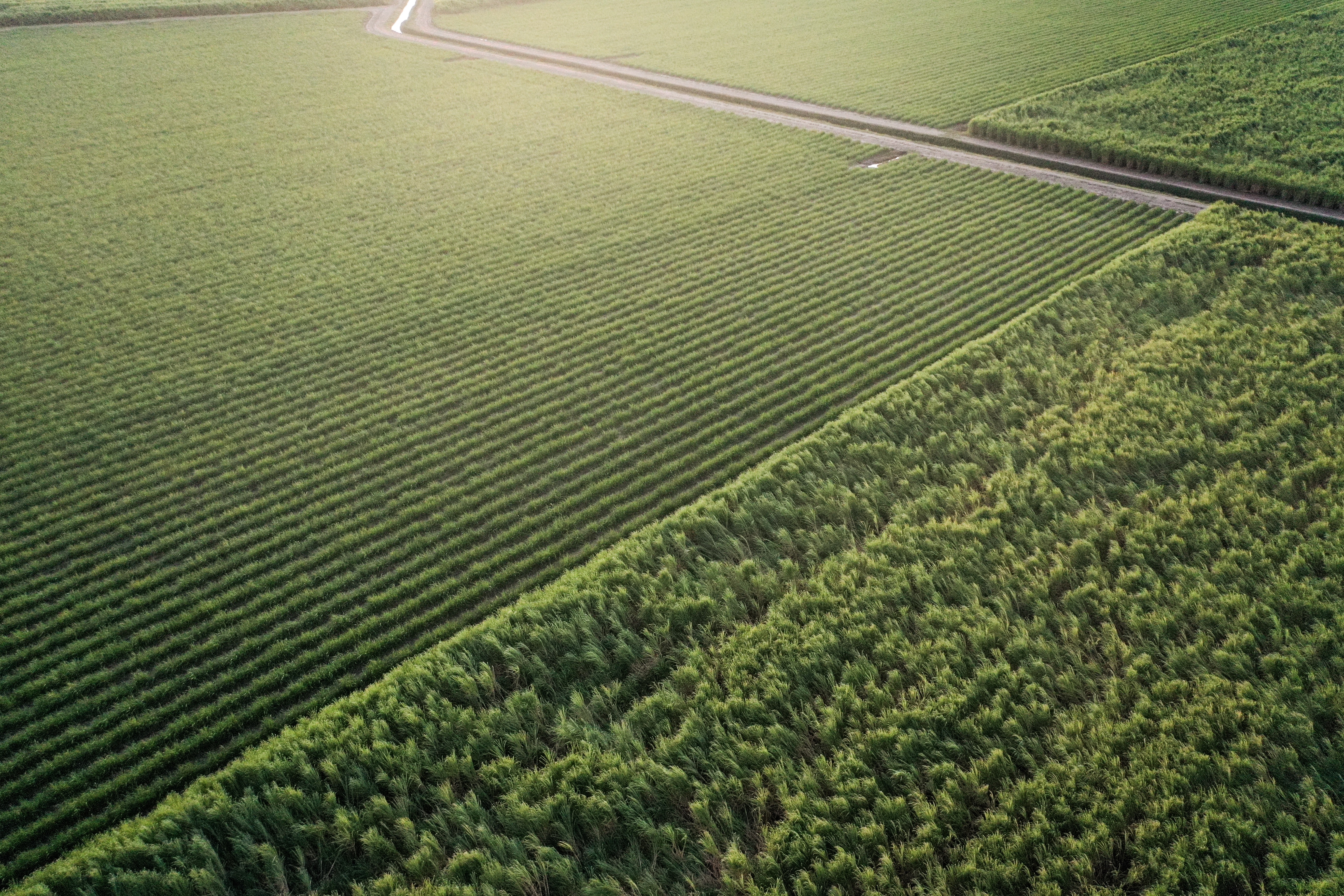 Two stages of sugar can rows near Lavonia, Louisiana