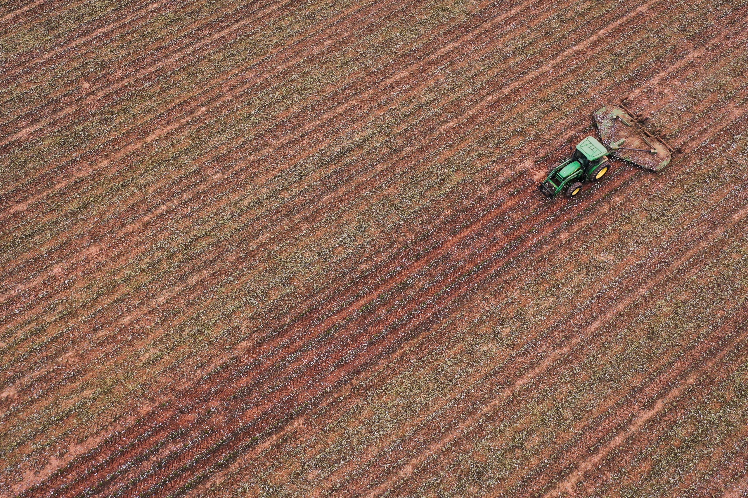 A tractor mows a recently picked cotton field