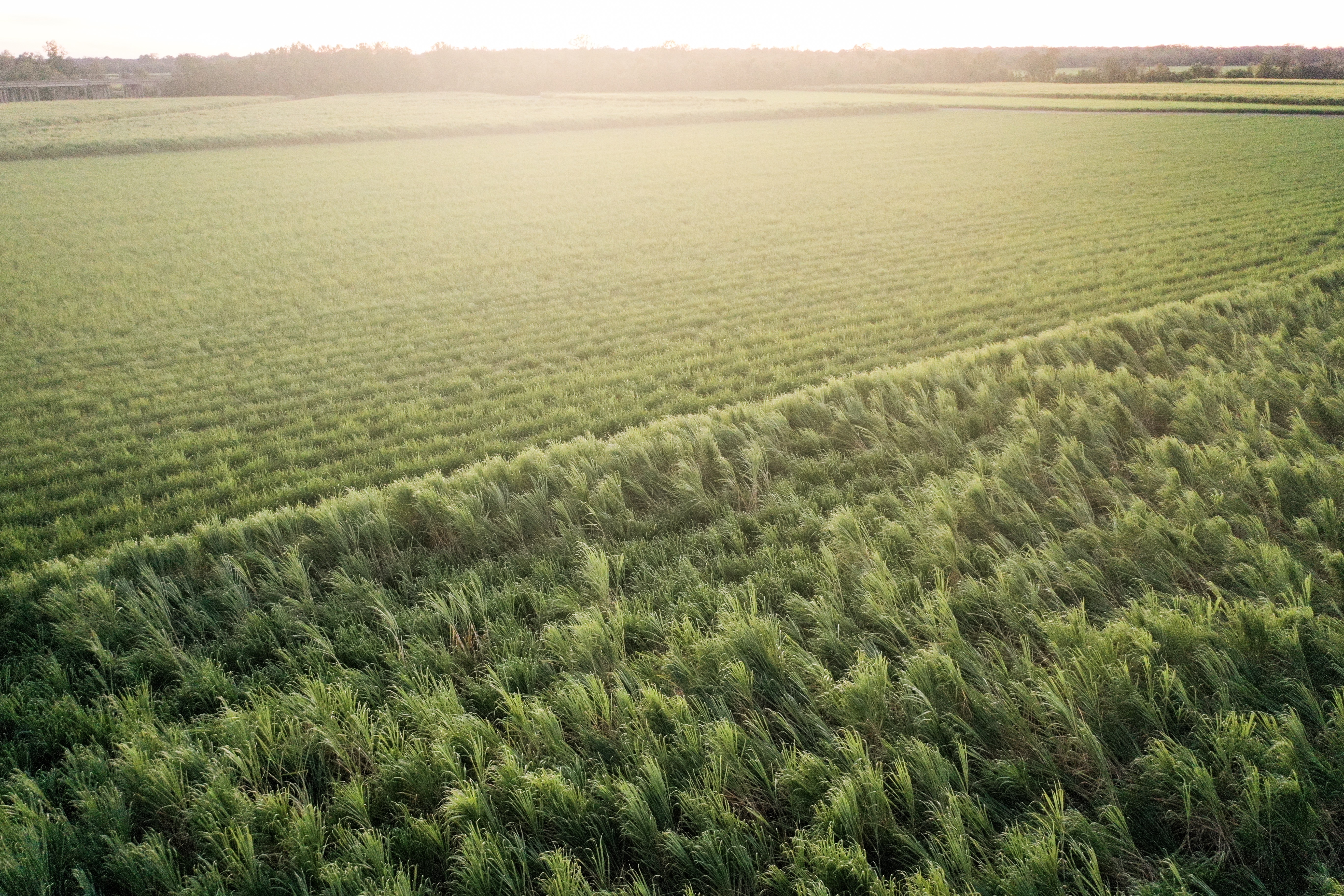 Sugar can blown by high winds in South Louisiana