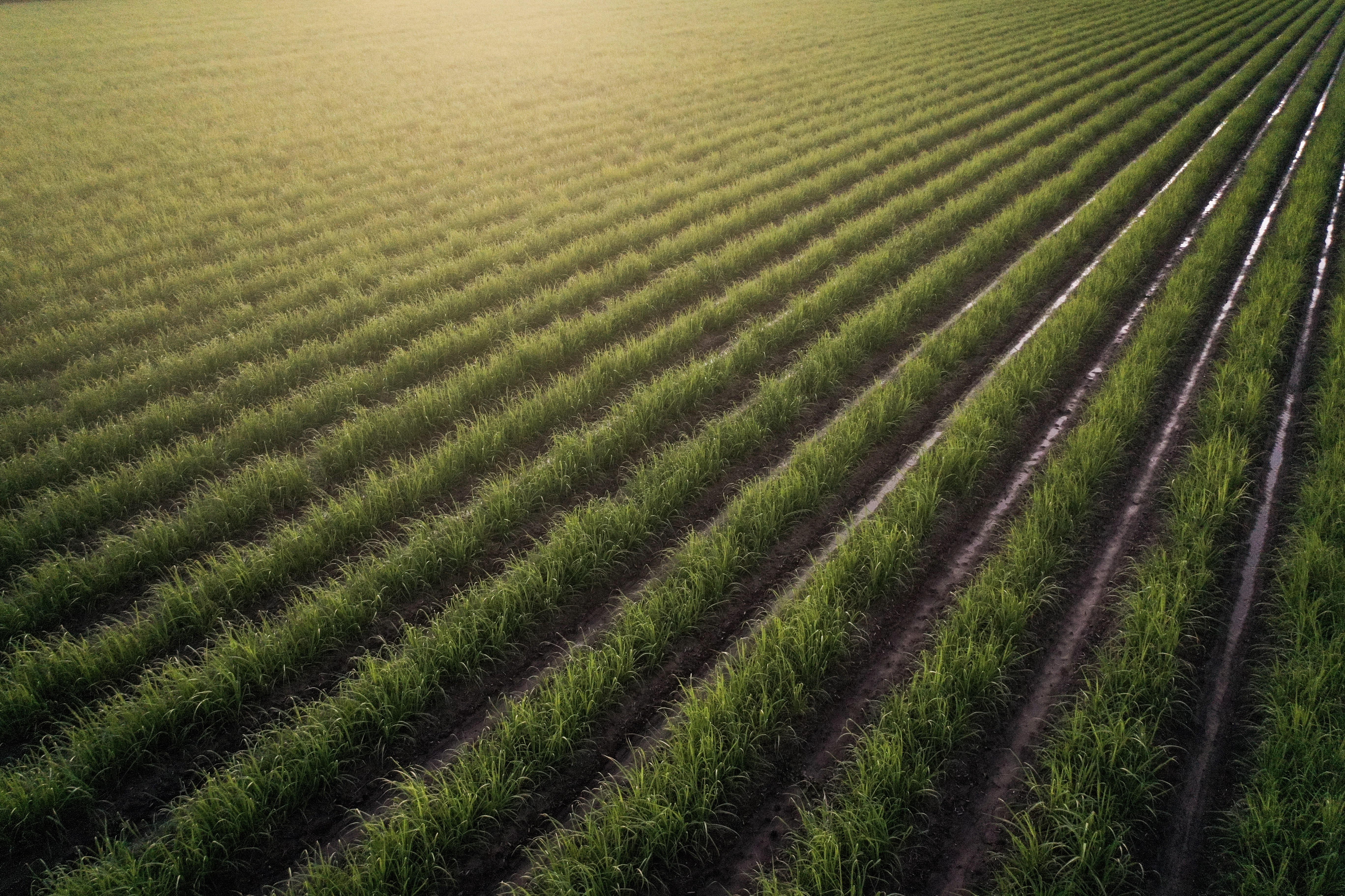 Sugar cane rows near Lavonia, Louisiana