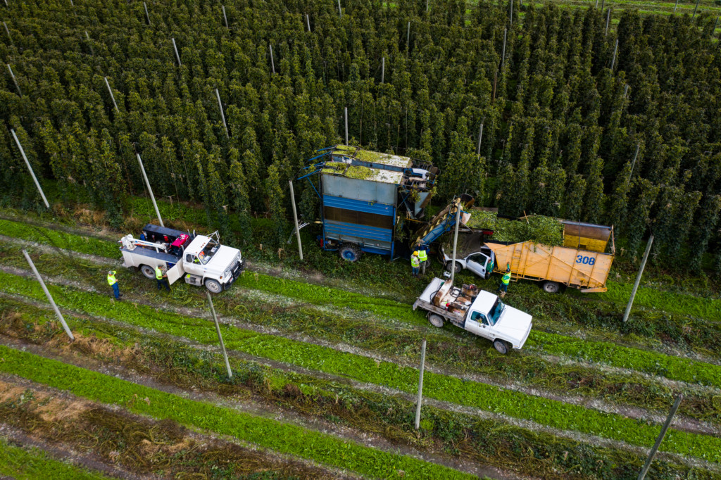 A hop harvester and crew working the bines at Elk Mountain Farms