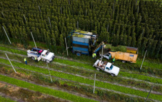 A hop harvester and crew working the bines at Elk Mountain Farms