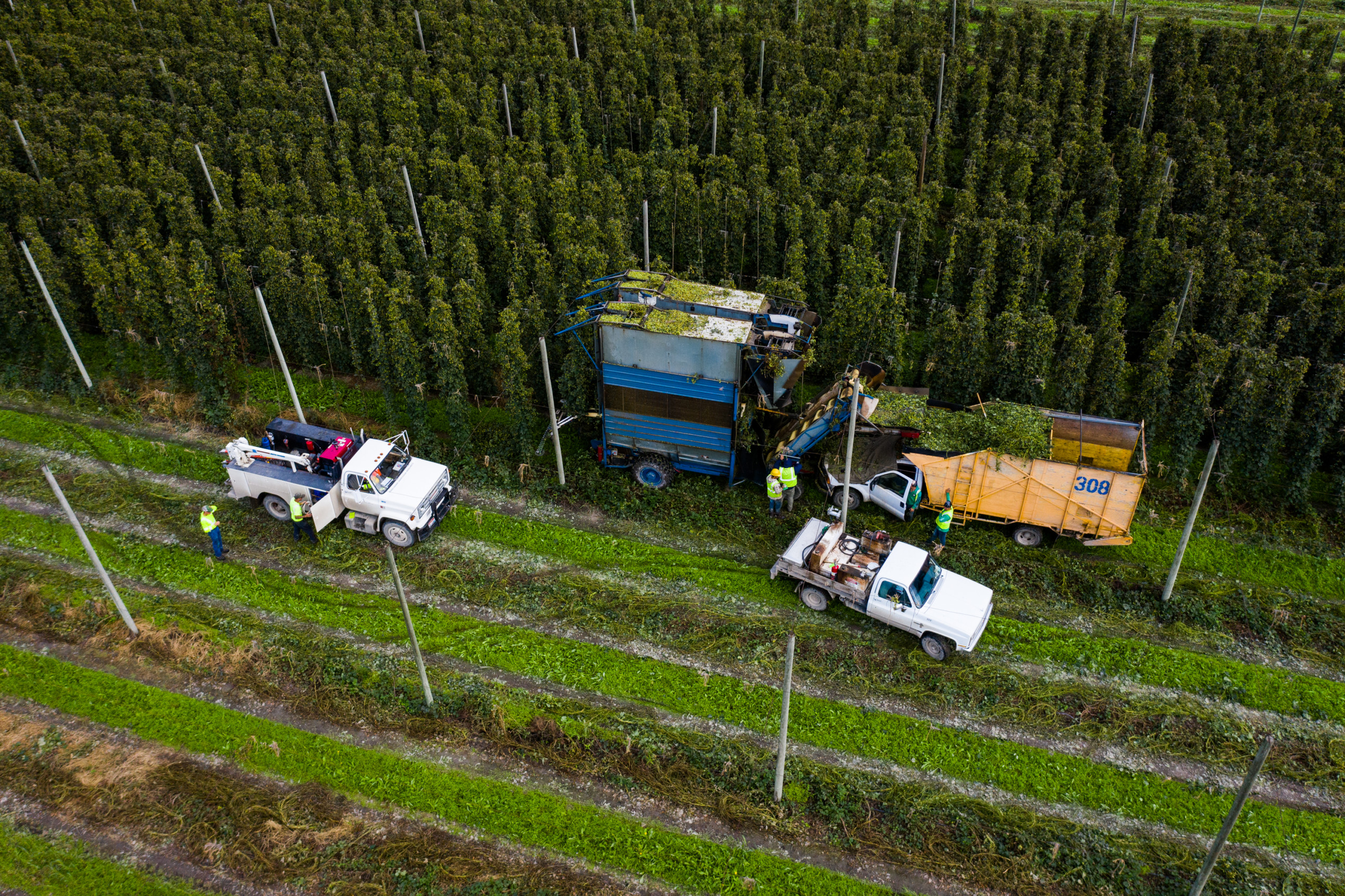 A hop harvester and crew working the bines at Elk Mountain Farms