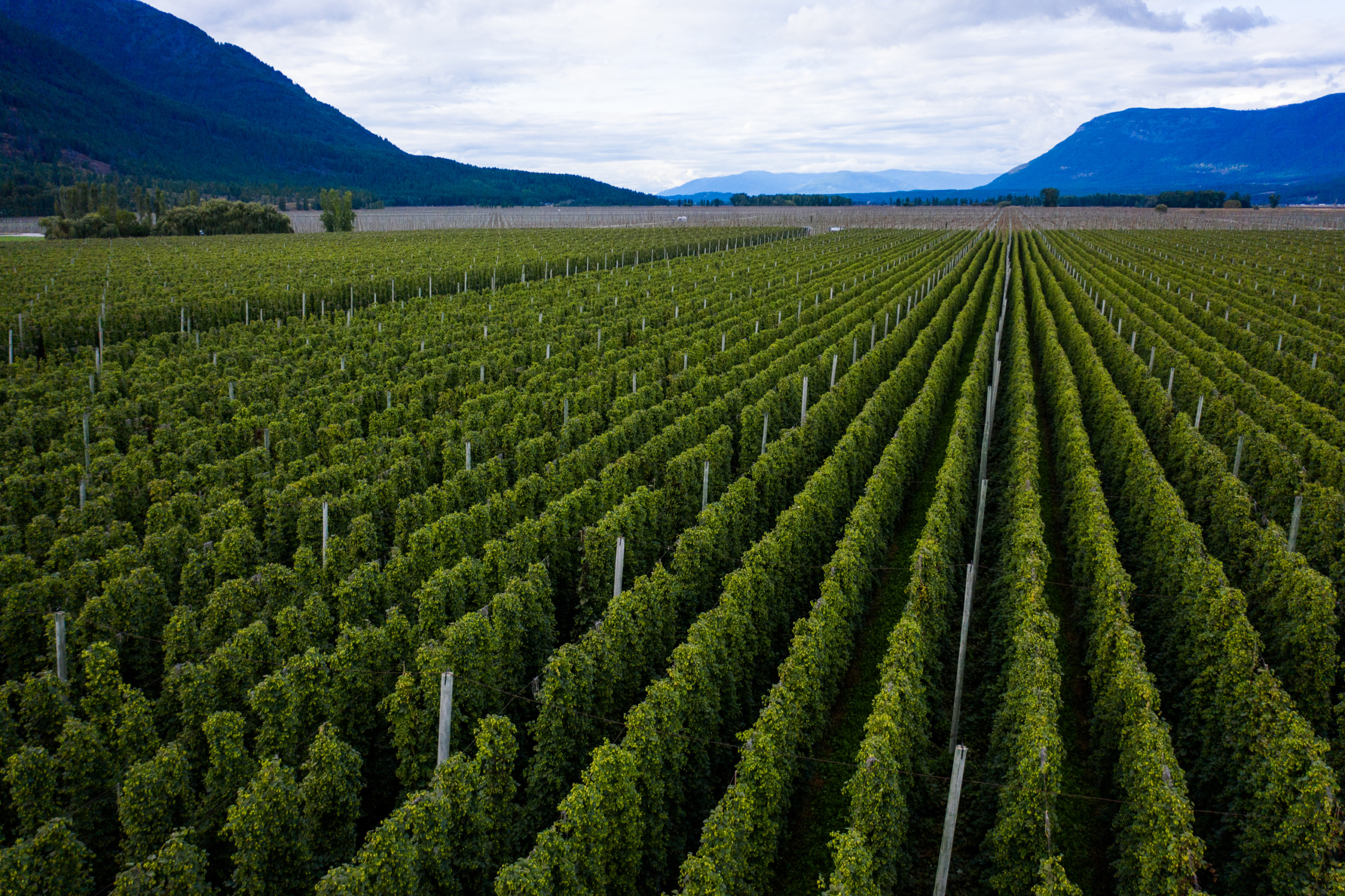 Hop bines growing at Elk Mountain Farms near Bonners Fairy, Idaho