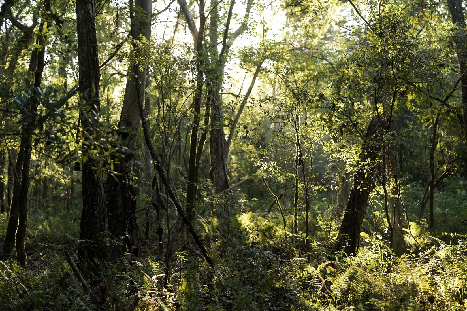 Hardwood forest in Sherburne Wildlife Management Area near Henderson, Louisiana