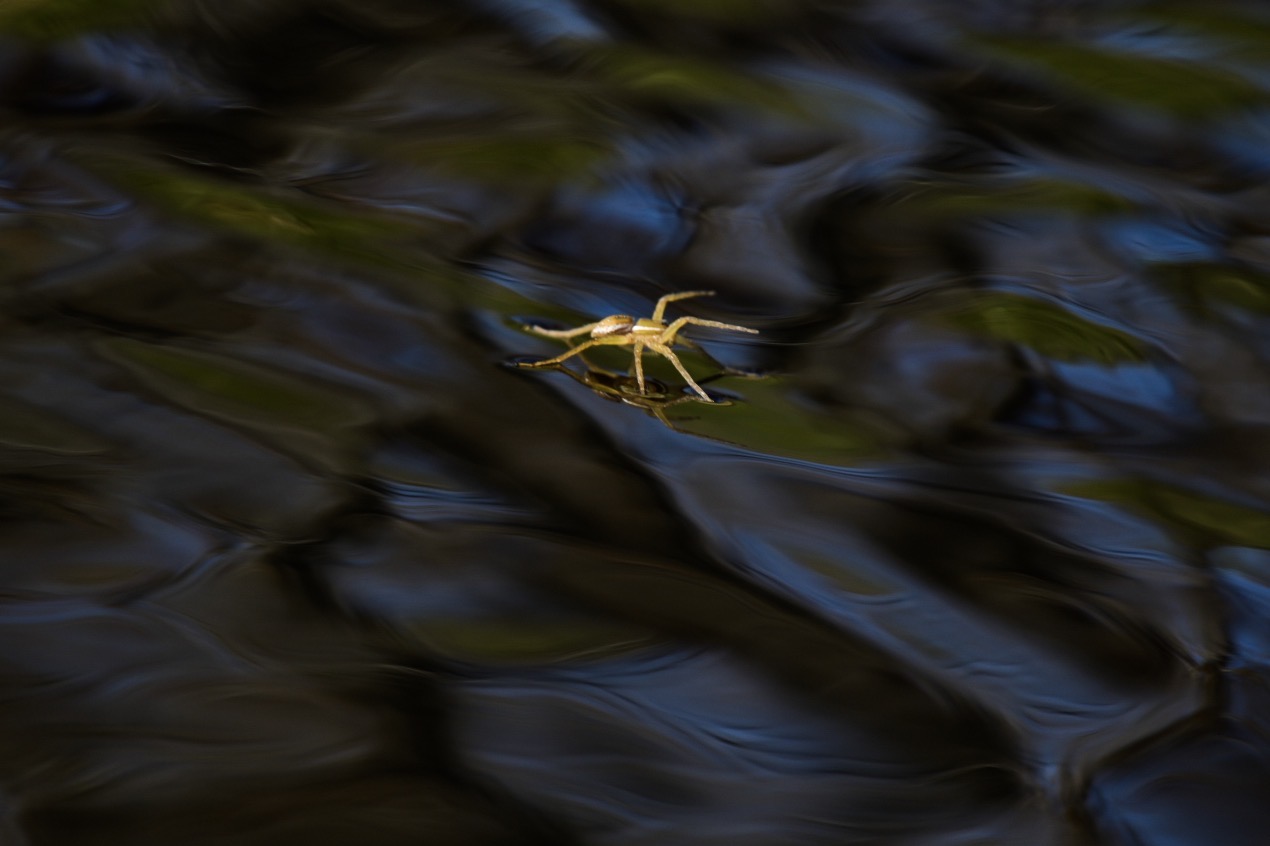 A fishing spider walks across the canal in Maurepas Swamp