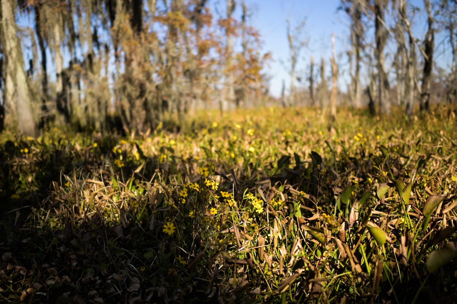 Fall blooms in Maurepas Swamp