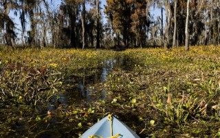 A kayak cuts through thick grass and growth in Maurepas Swamp