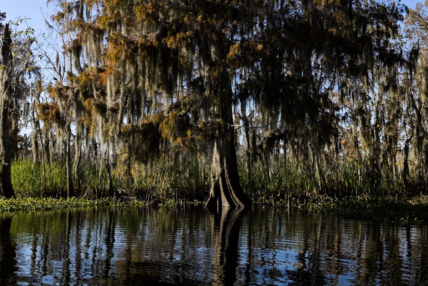 A cypress tree showing fall colors near Lake Poncartrain