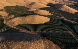 Orange groves in the golden foothills of the western Sierra Nevada mountains