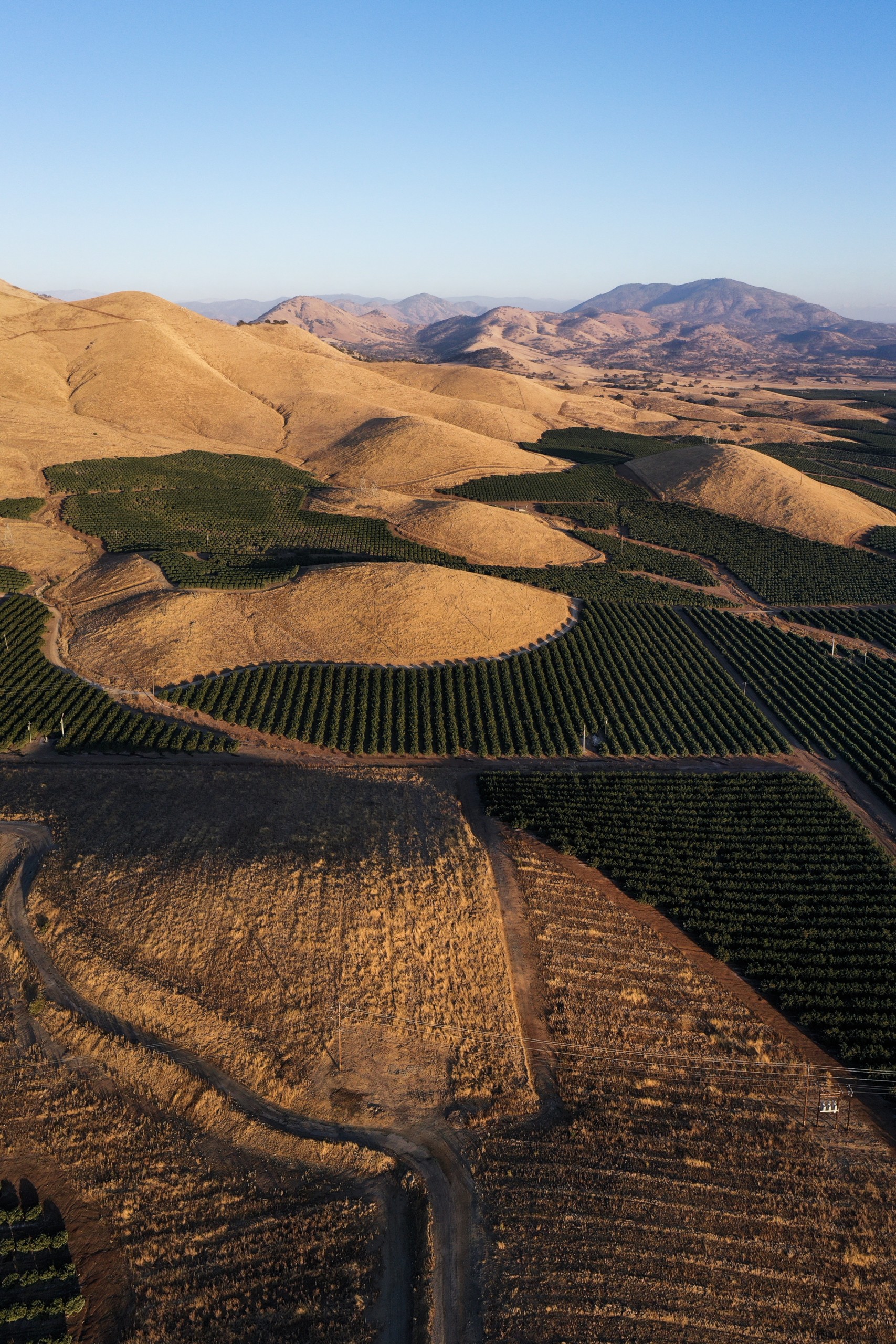 Orange groves in the golden foothills of the western Sierra Nevada mountains