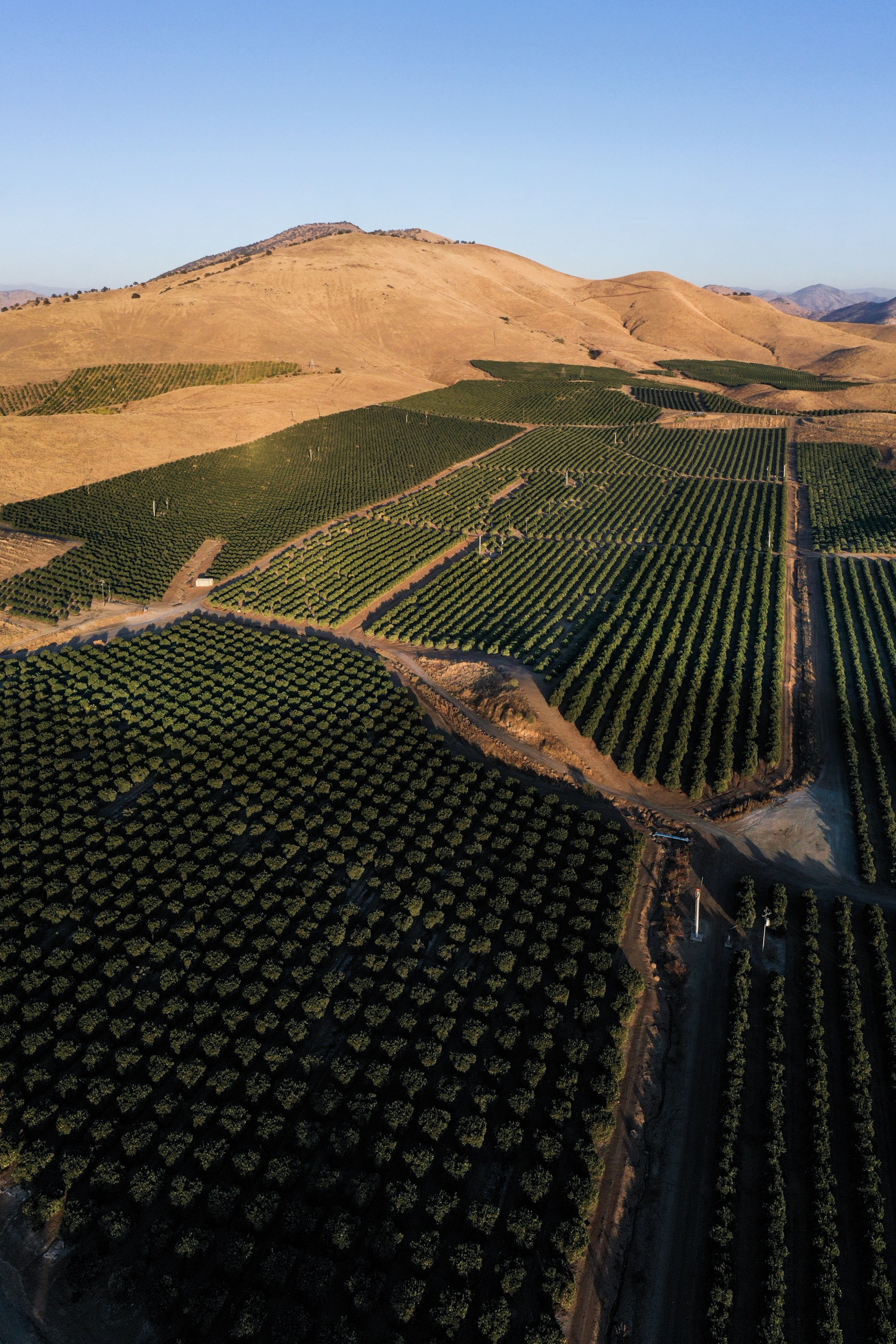 Aerial view of citrus groves at the eastern edge of California's Central San Joaquin Valley