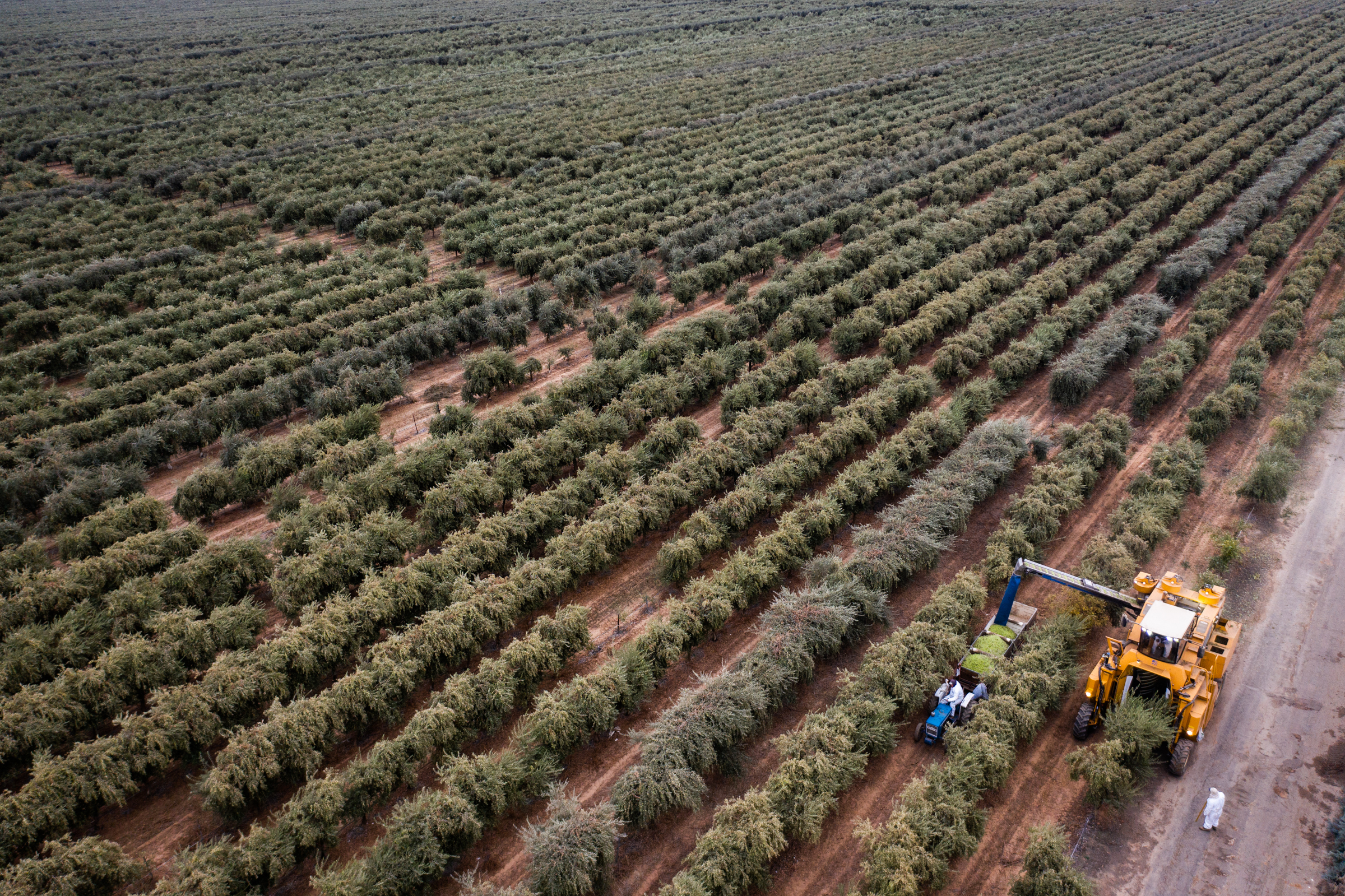 Aerial view of a harvest crew in super high density olive groves