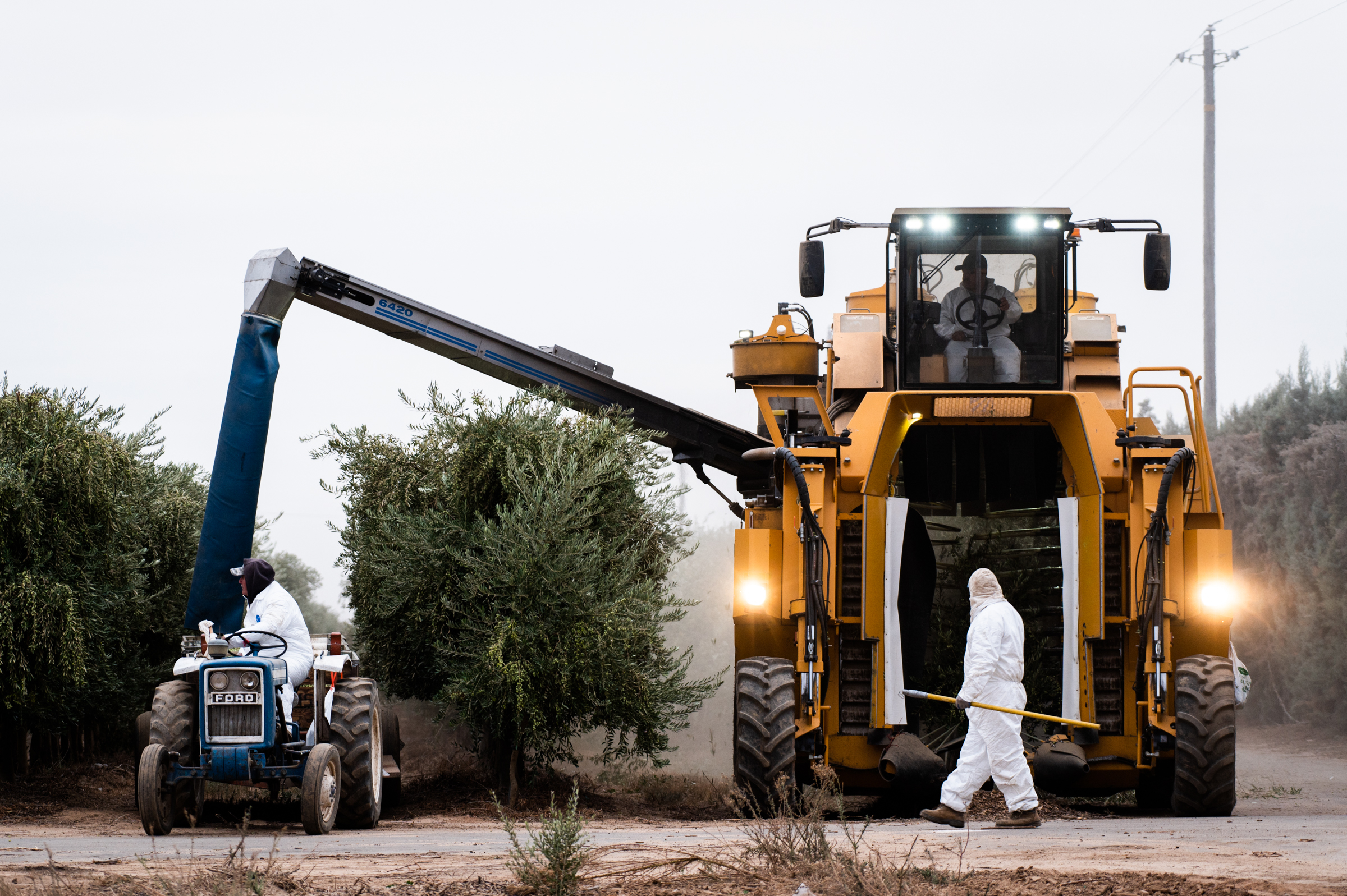 A crew member inspects a harvester as it passes over a row of olive trees