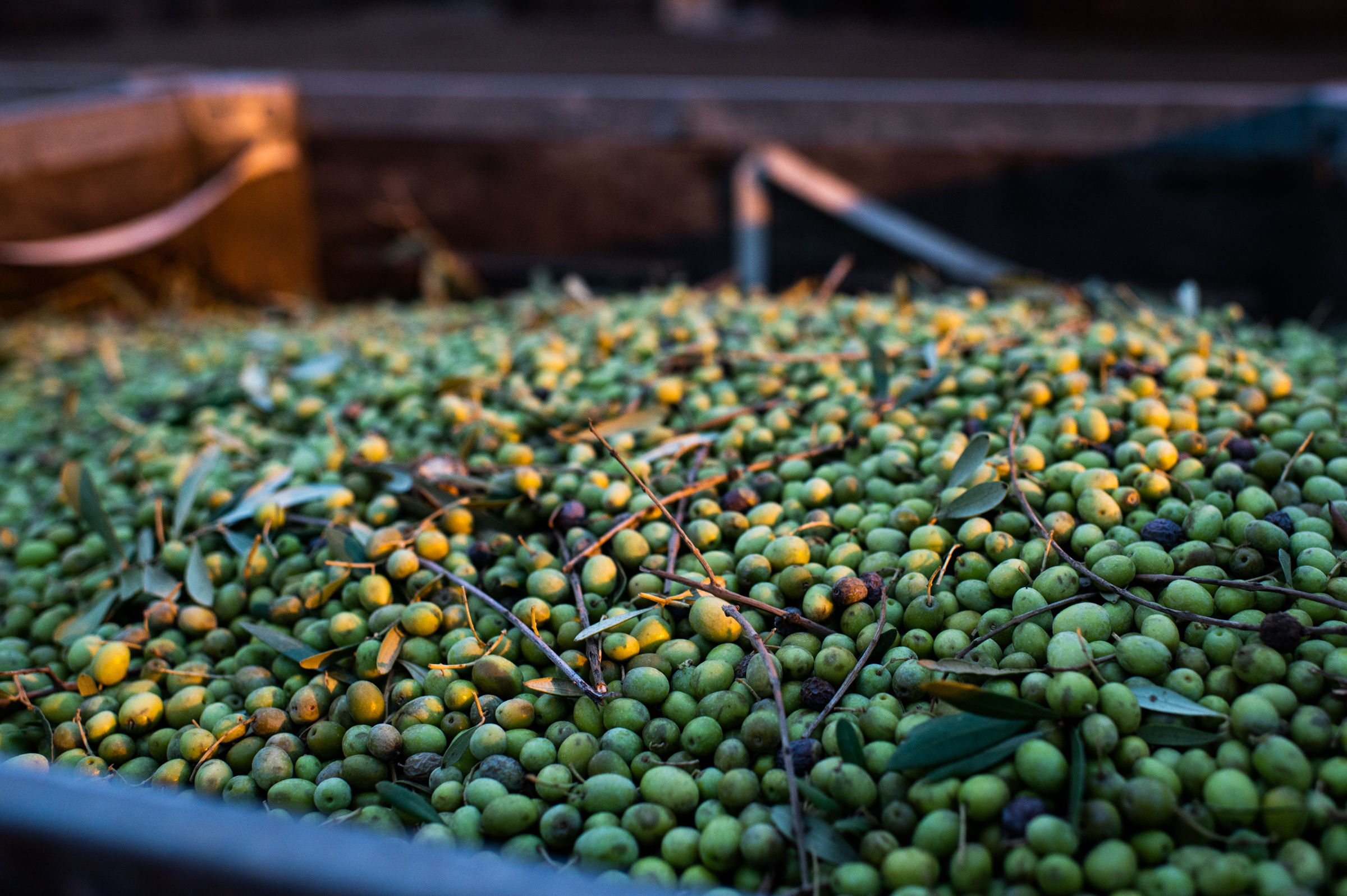 Fresh olives in a bin, stacked and ready to be hauled to the mill