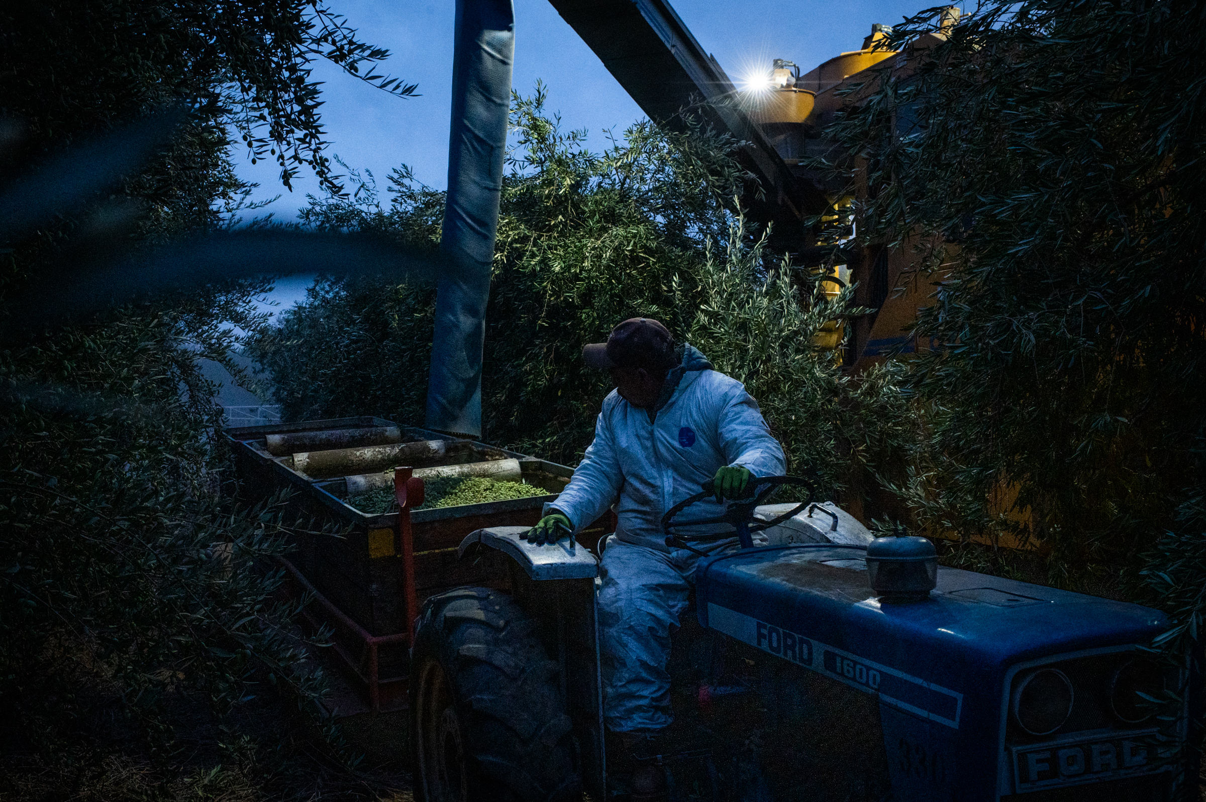 A tractor at dusk, driving parallel to the harvester to collect olives