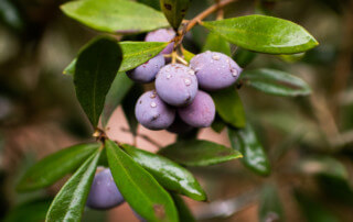 Koroneiki olives after a light rain in Madera, California