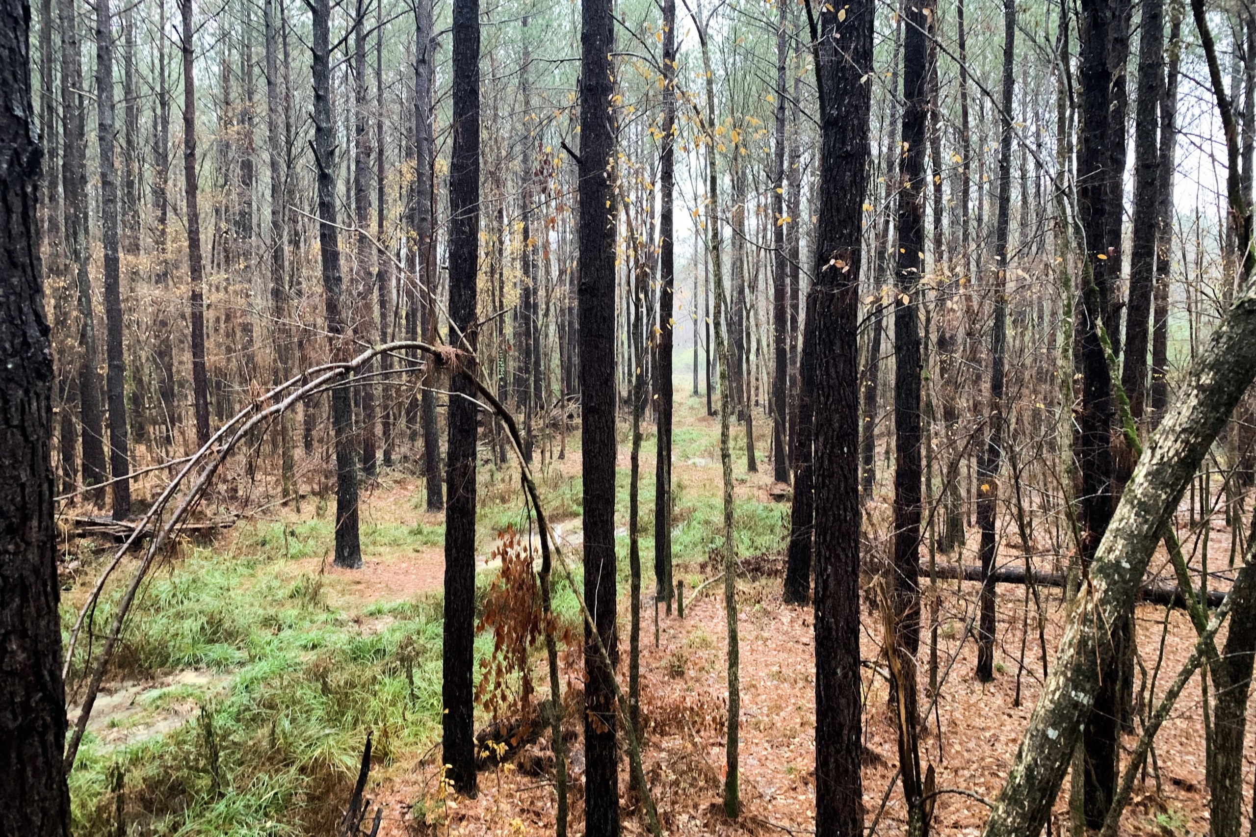 View from the stand: a trail through young pines