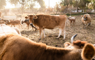 Cows circling at Lonewillow Ranch