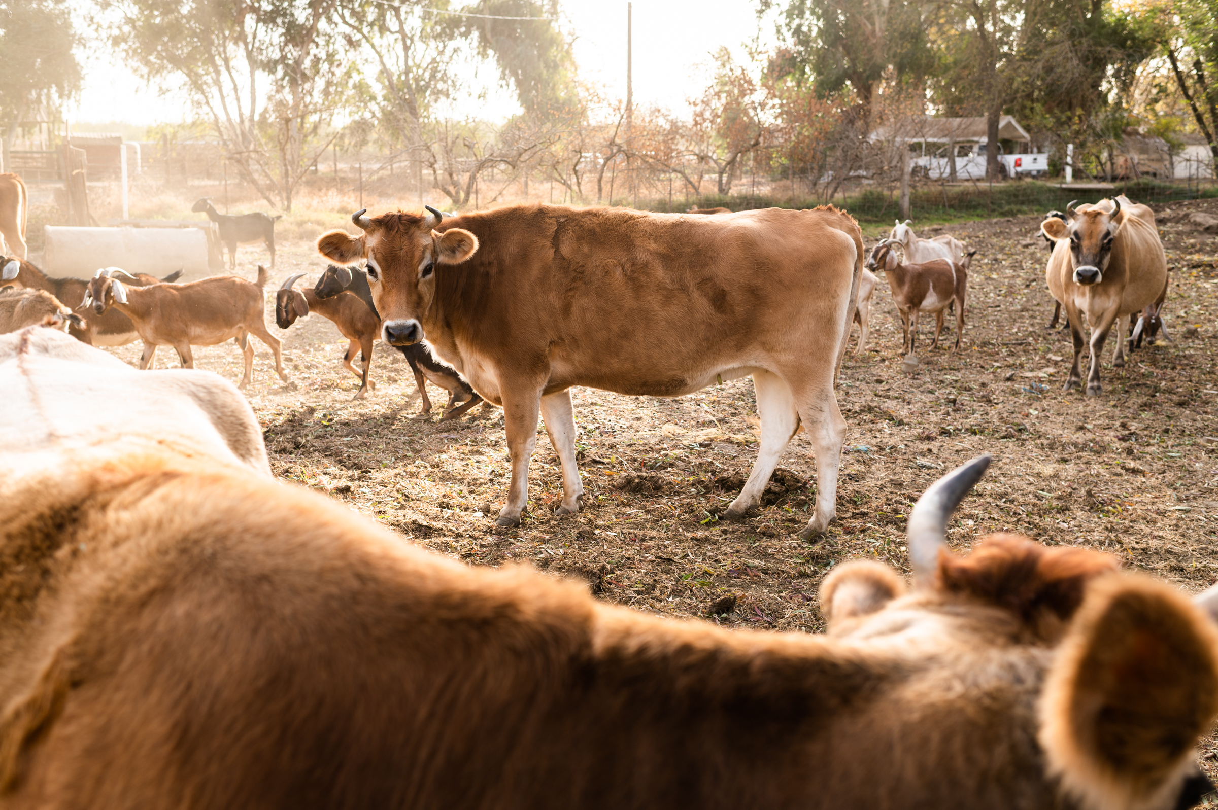 Cows circling at Lonewillow Ranch