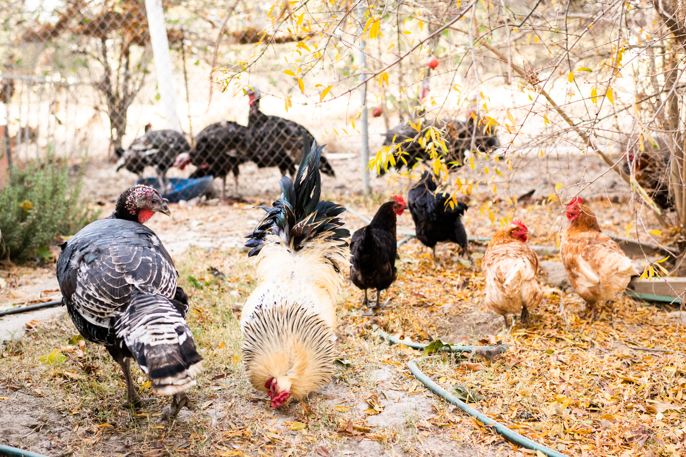 A turkey looks over at a rooster grazing open grass