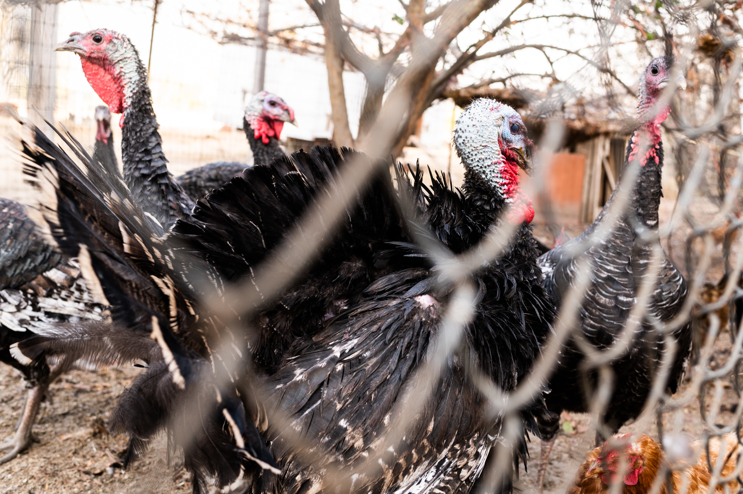 Heritage turkeys at Lonewillow Ranch near Firebaugh, California