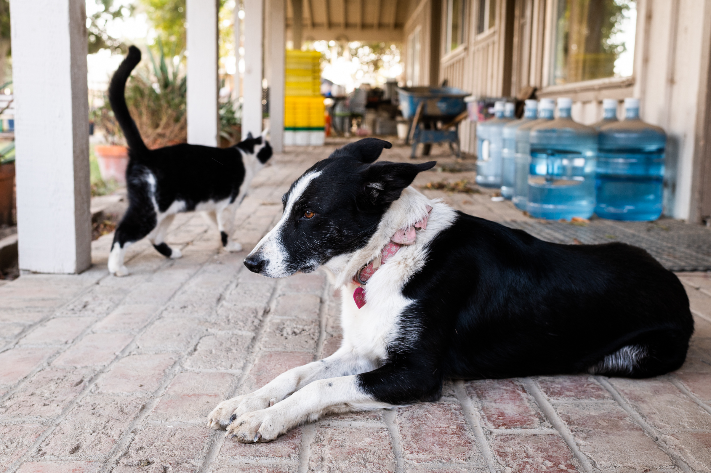 Charlie and Henry, farm pets