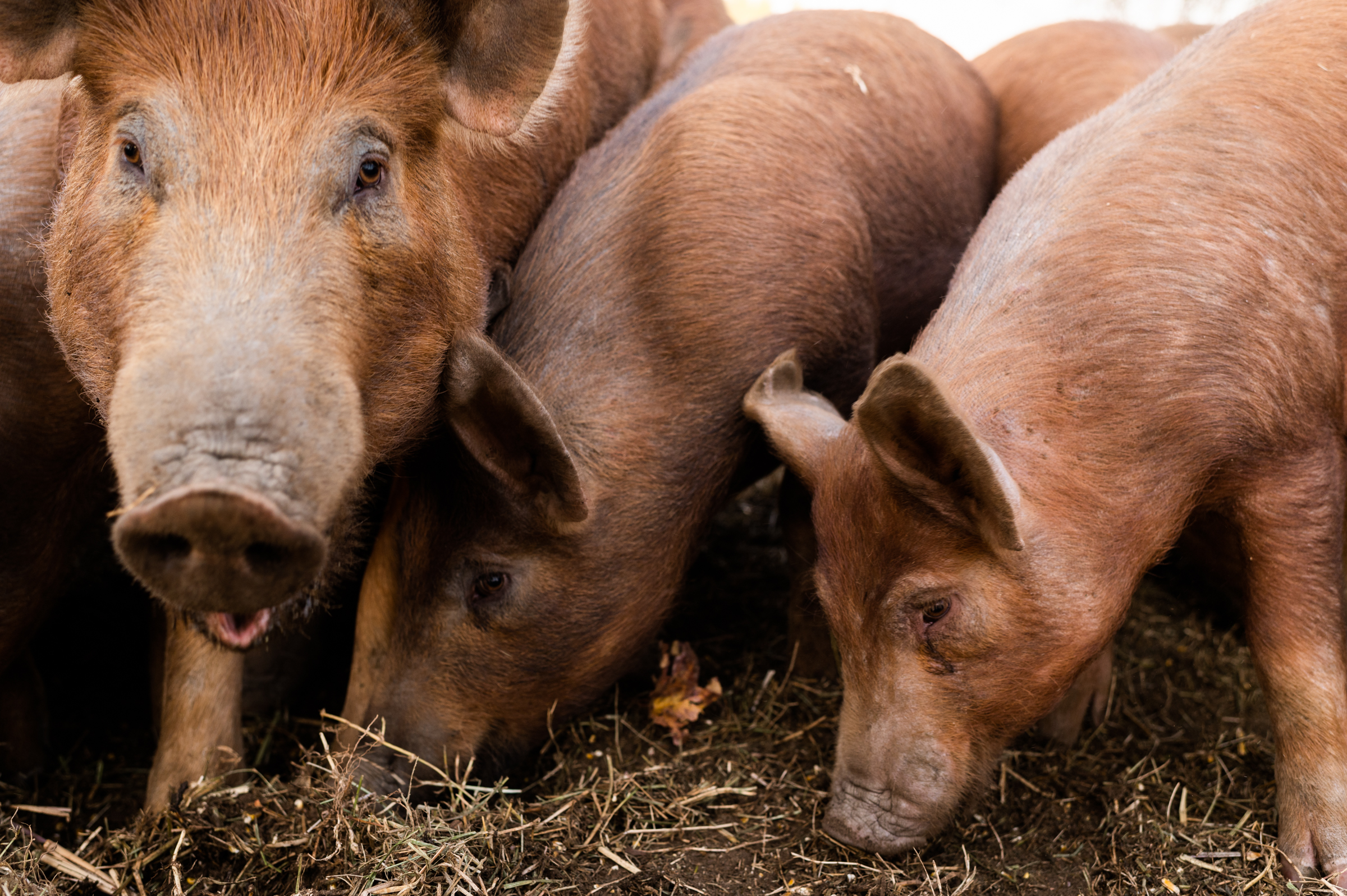 Berkshire pigs at Lonewillow Ranch