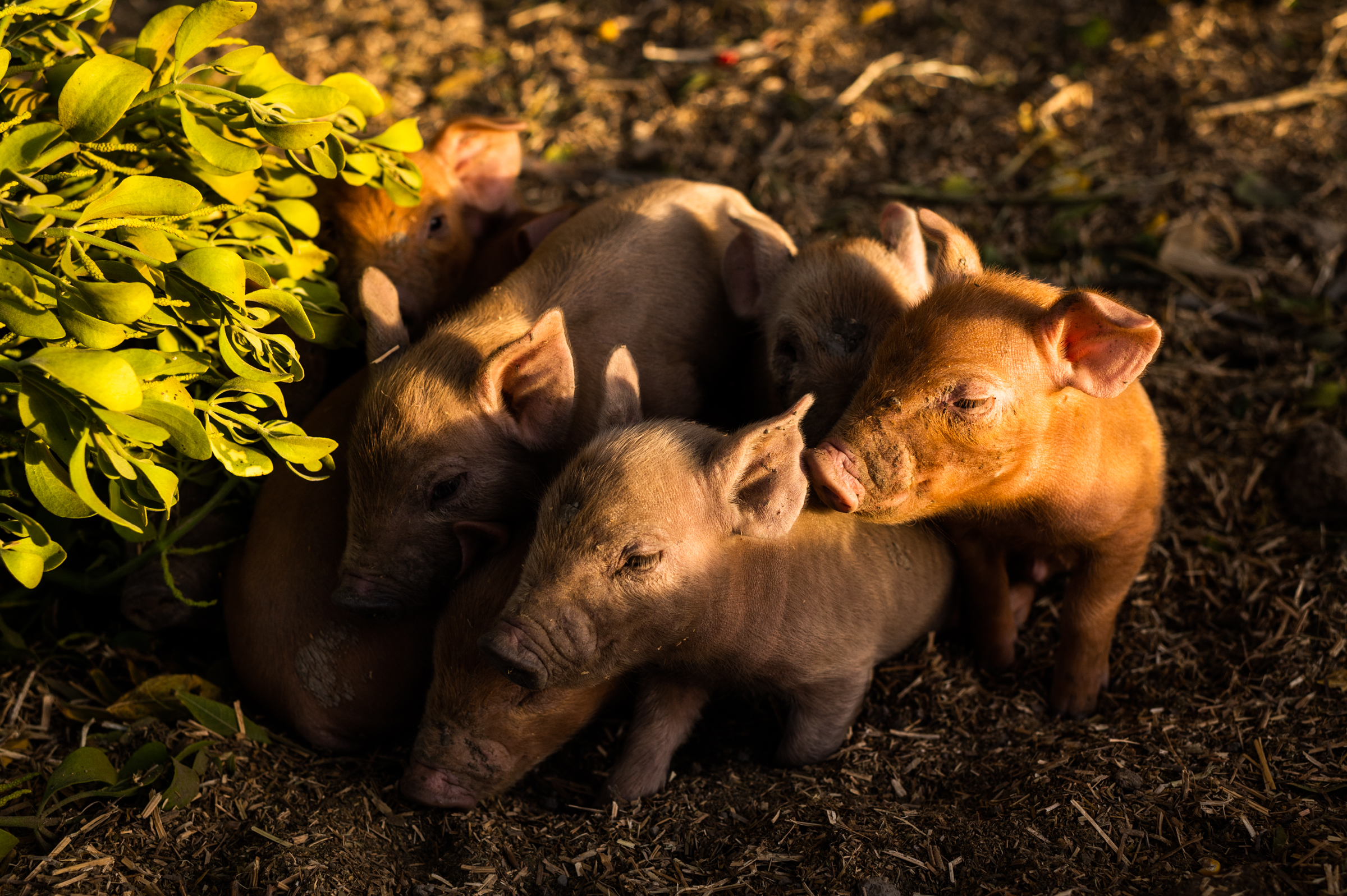 Newborn piglets huddled under a mistletoe bush