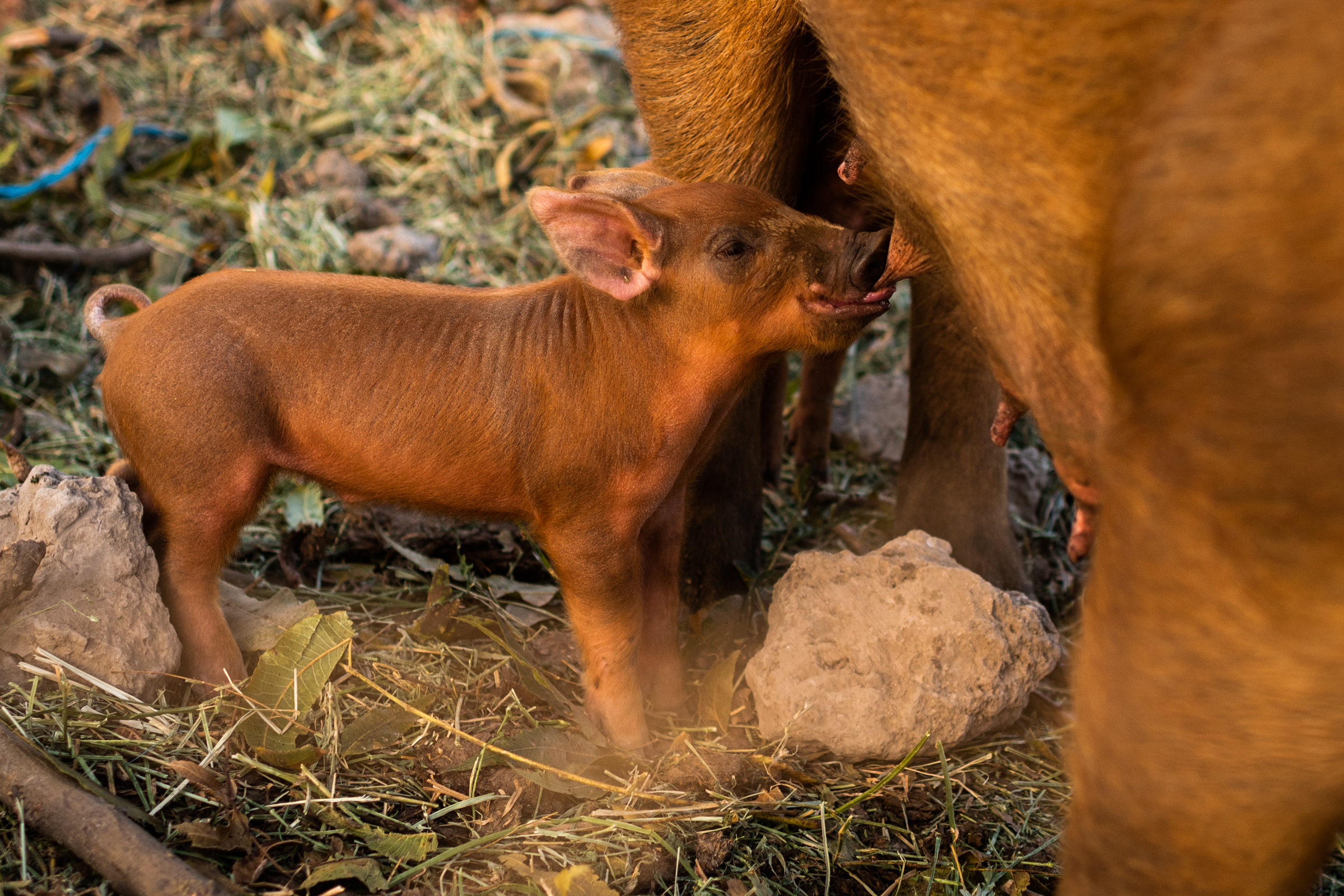 A piglet suckling at a sow's teet