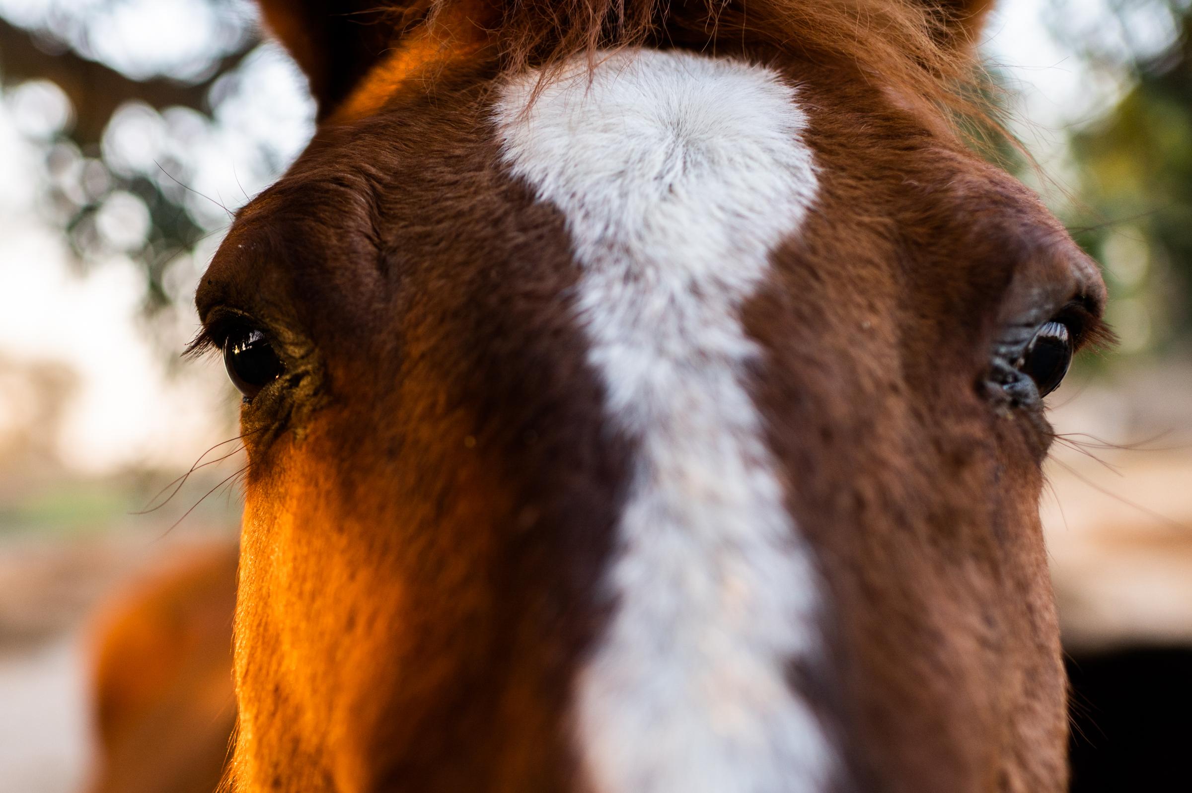 The eyes of a horse at Lonewillow Ranch, just outside of Firebaugh