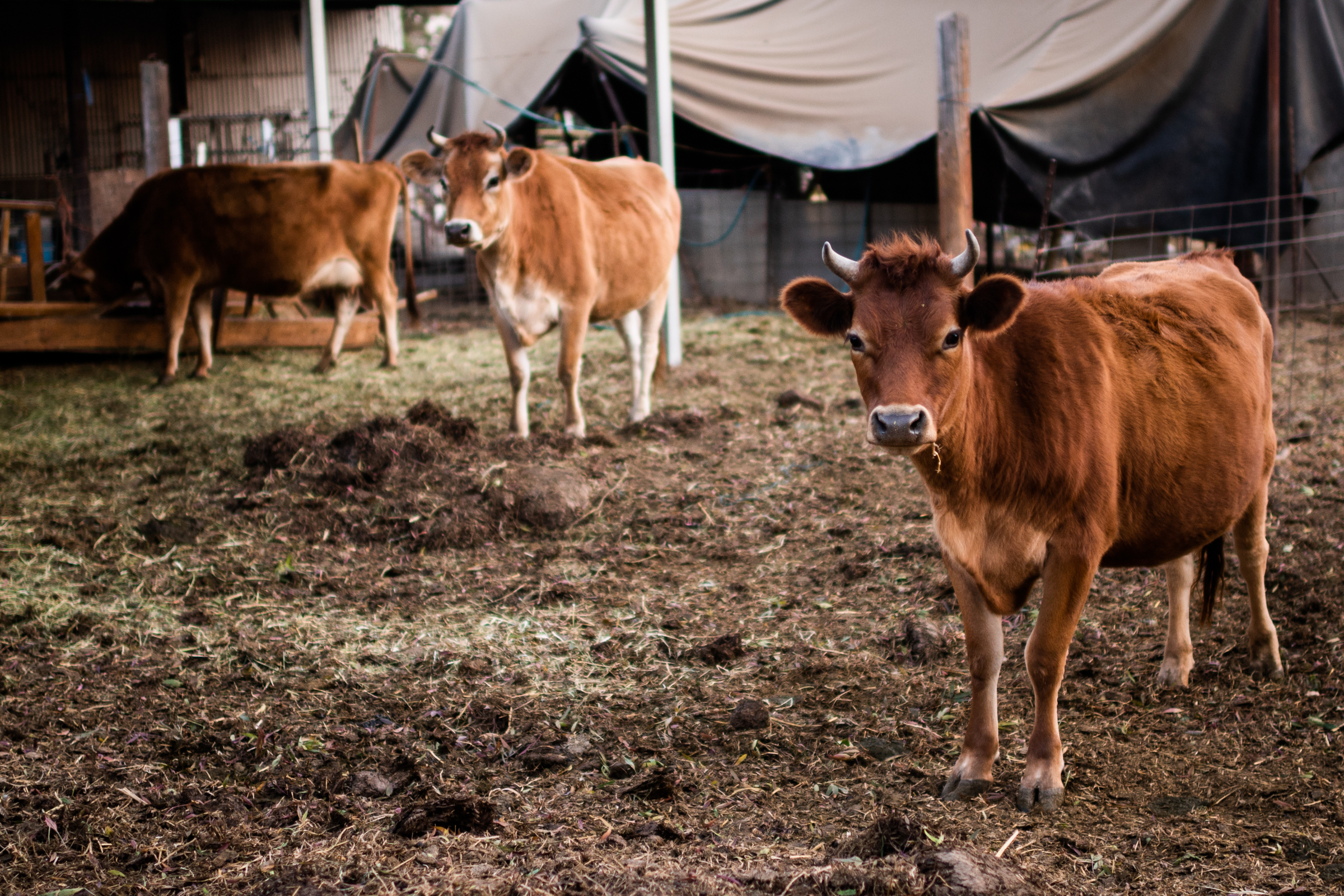 Young cows on the farm at Lonewillow Ranch