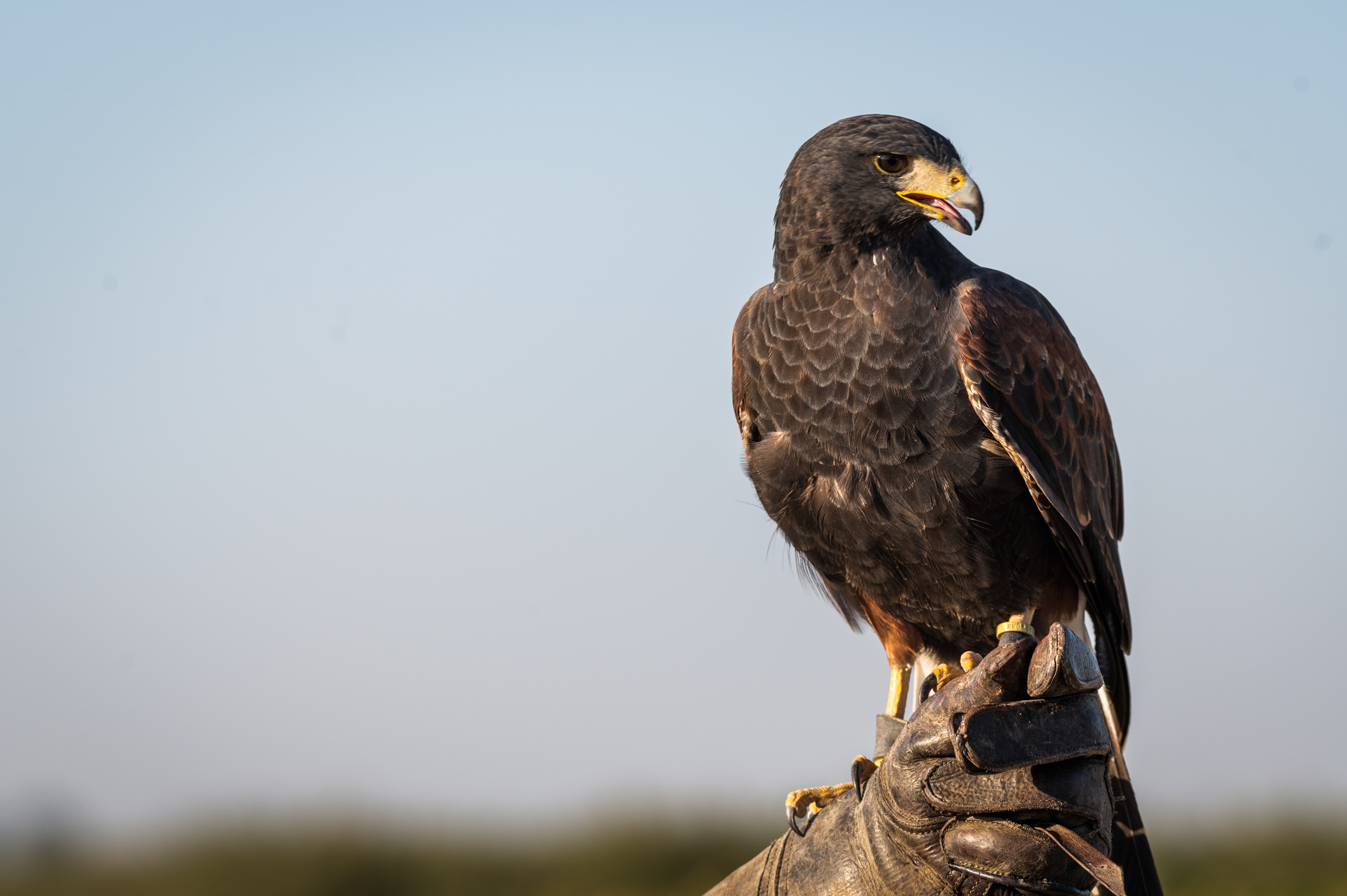 Ezra the hawk perched on Tony's hand