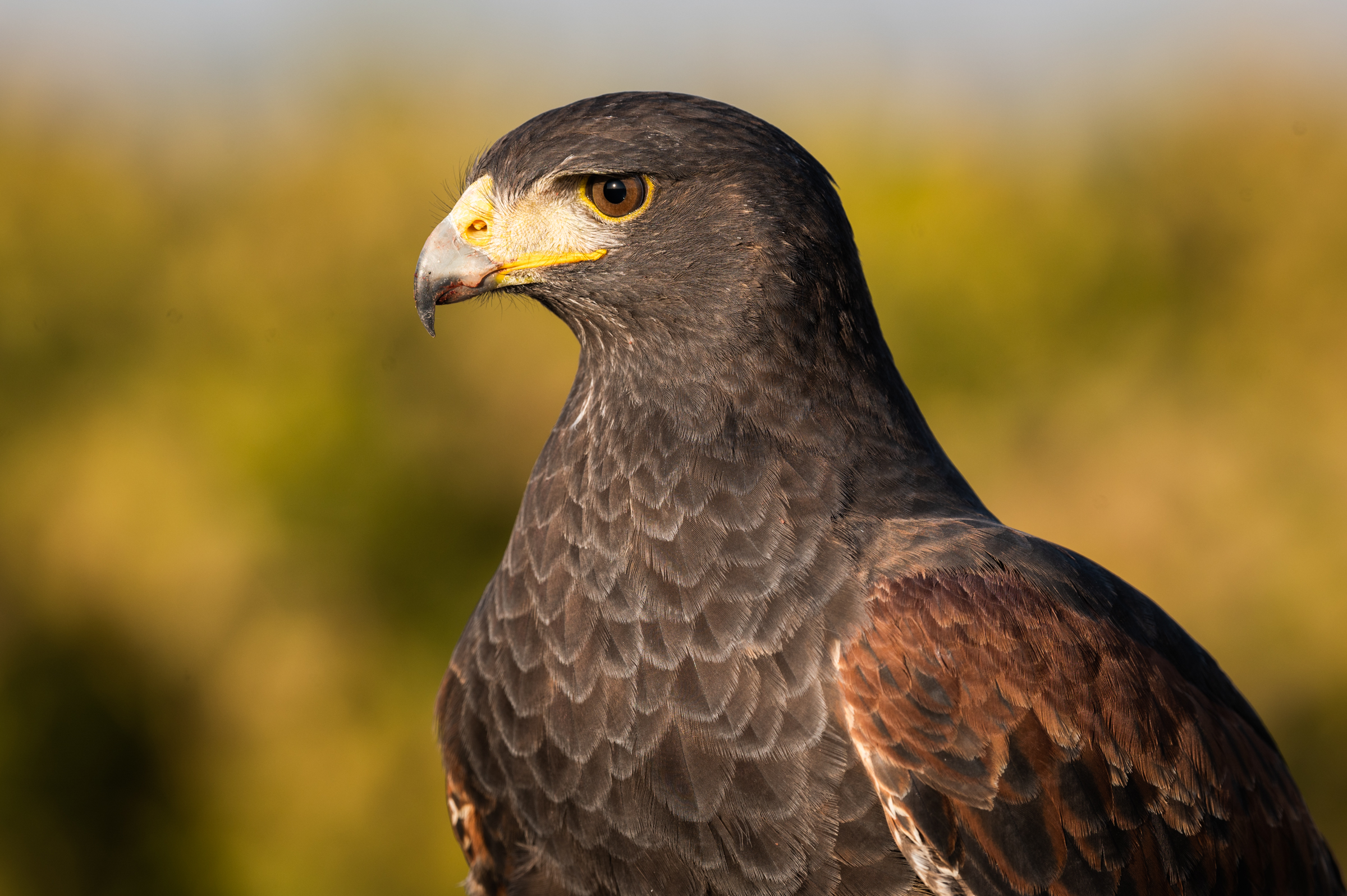 Portrait of Ezra, a Harris's hawk used for crop protection