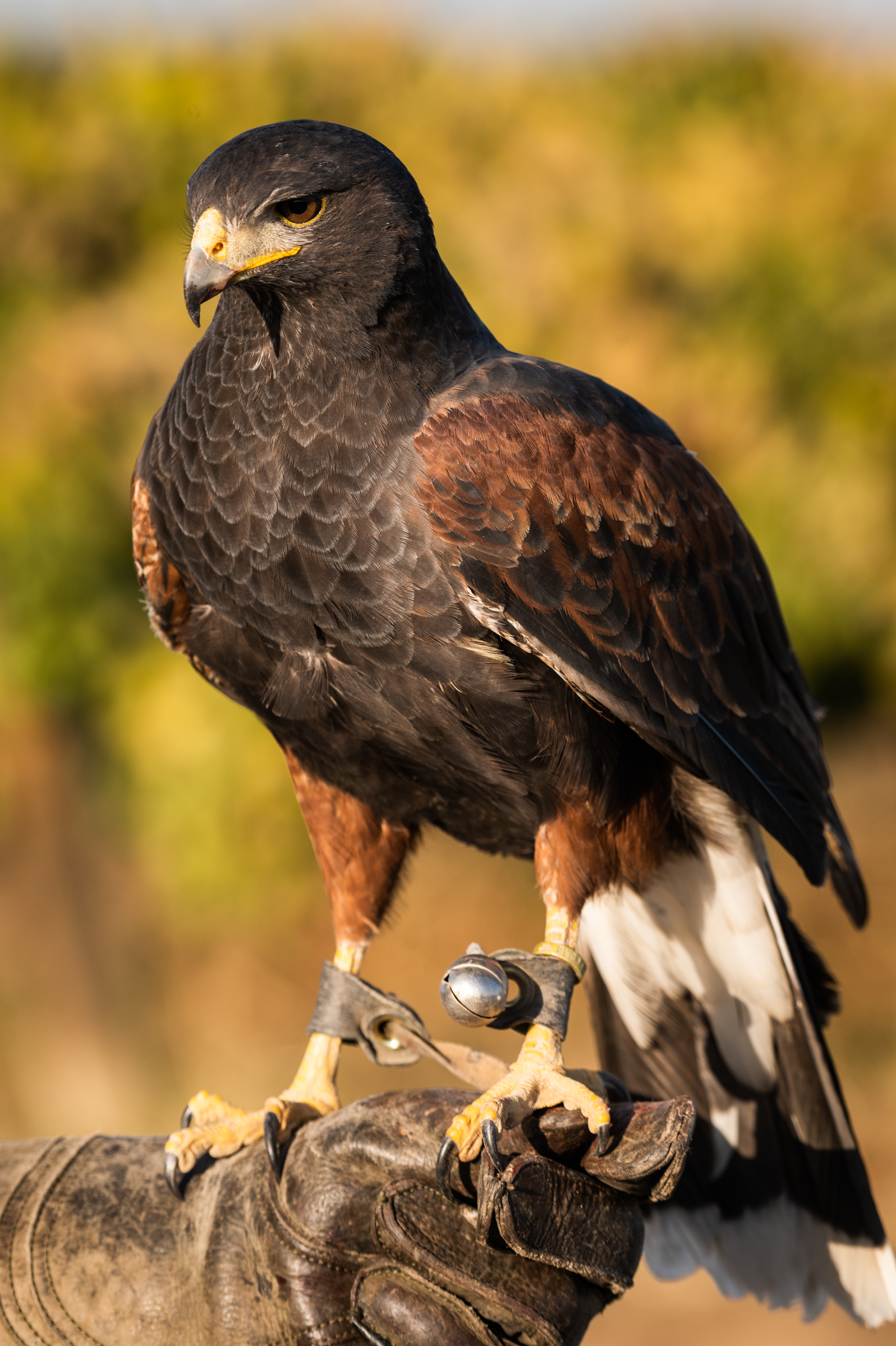 Portrait of Ezra the Harris's hawk