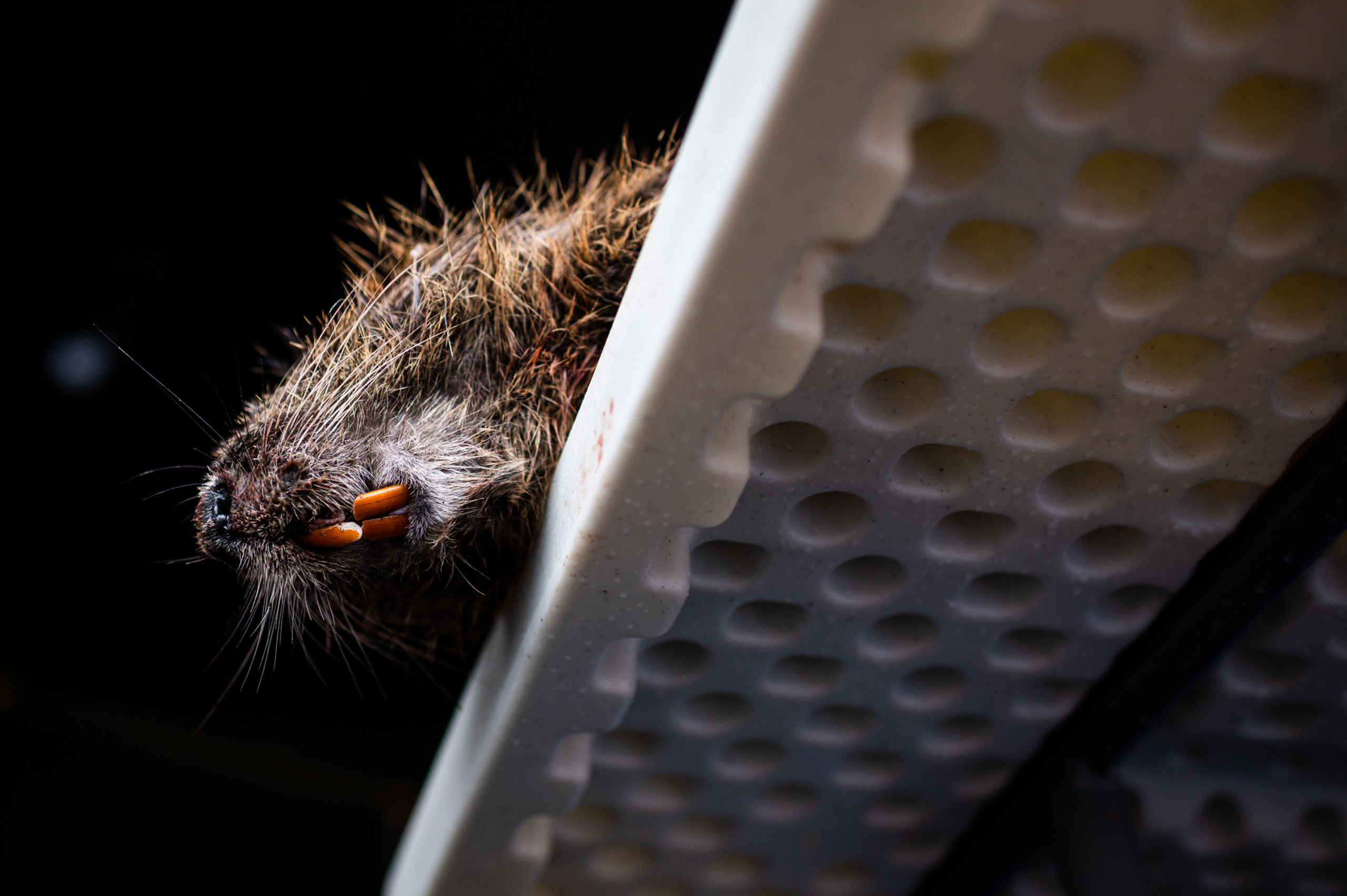 A nutria hangs over the edge of the skinning table at the Fur & Wildlife Festival