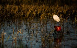 A white heron watches over flooded rice fields from the top of a crawfish trap