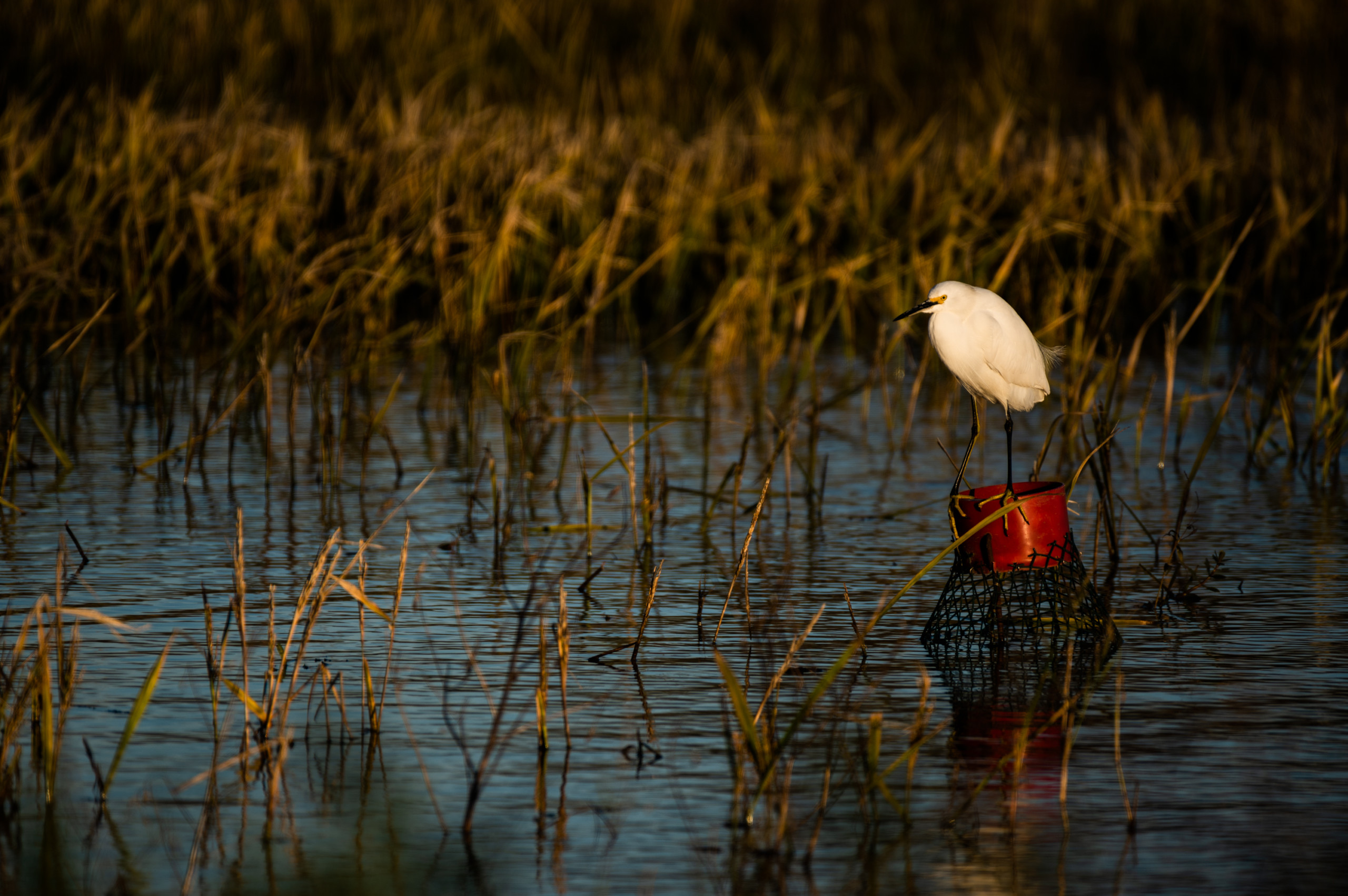 A white heron watches over flooded rice fields from the top of a crawfish trap