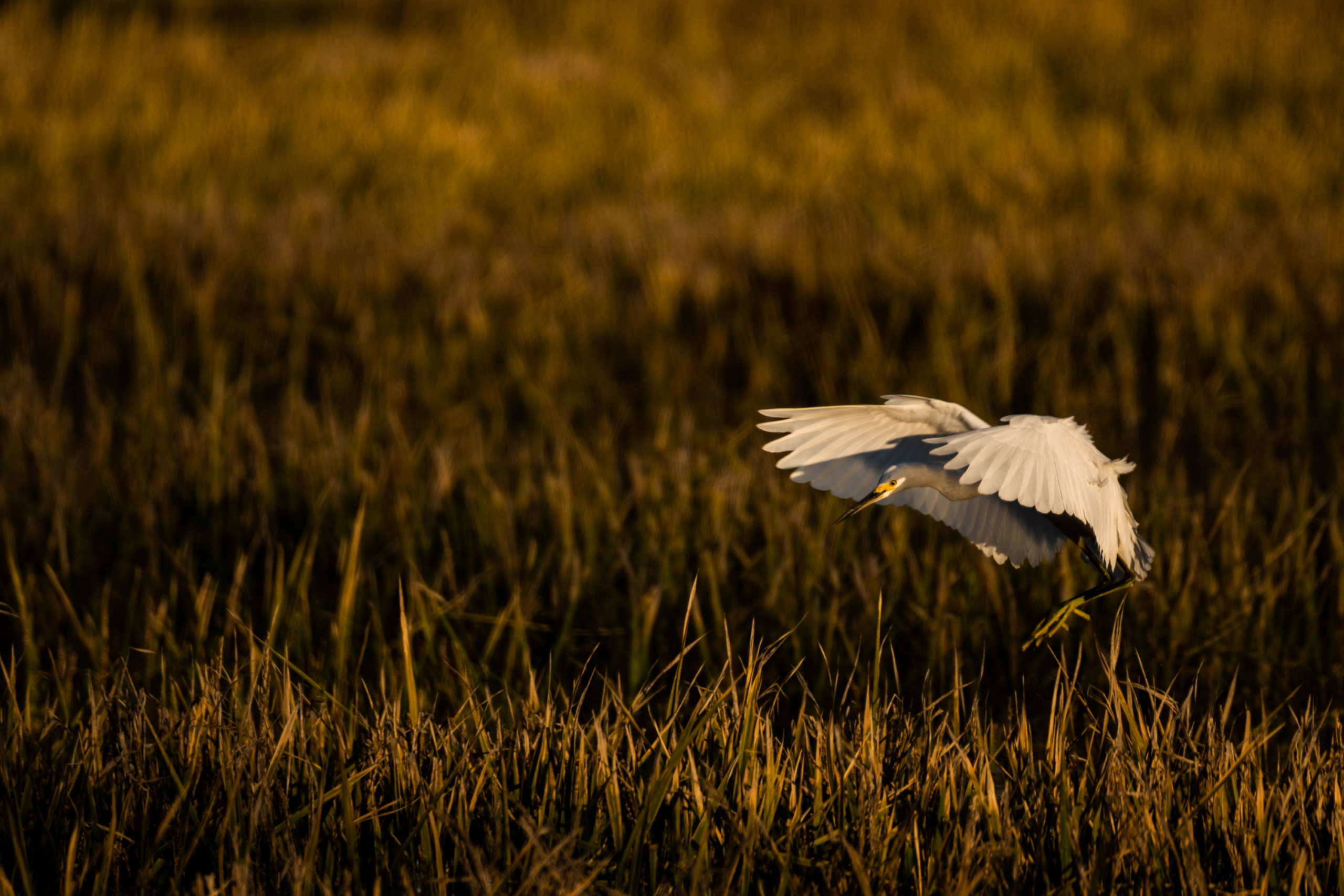 A snowy egret in flight over flooded rice fields