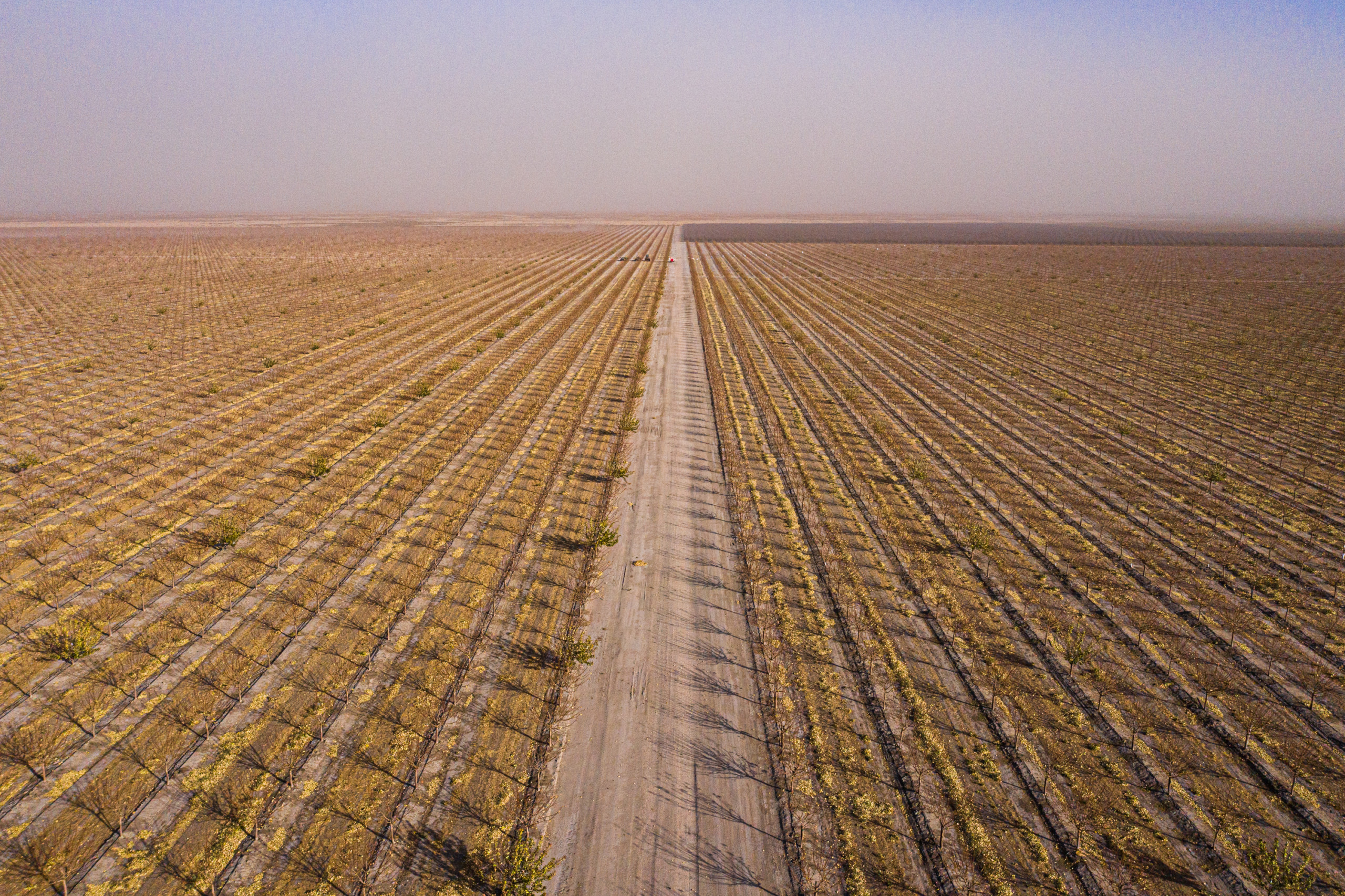 A dust store over pistachio groves just east of Firebaugh, California