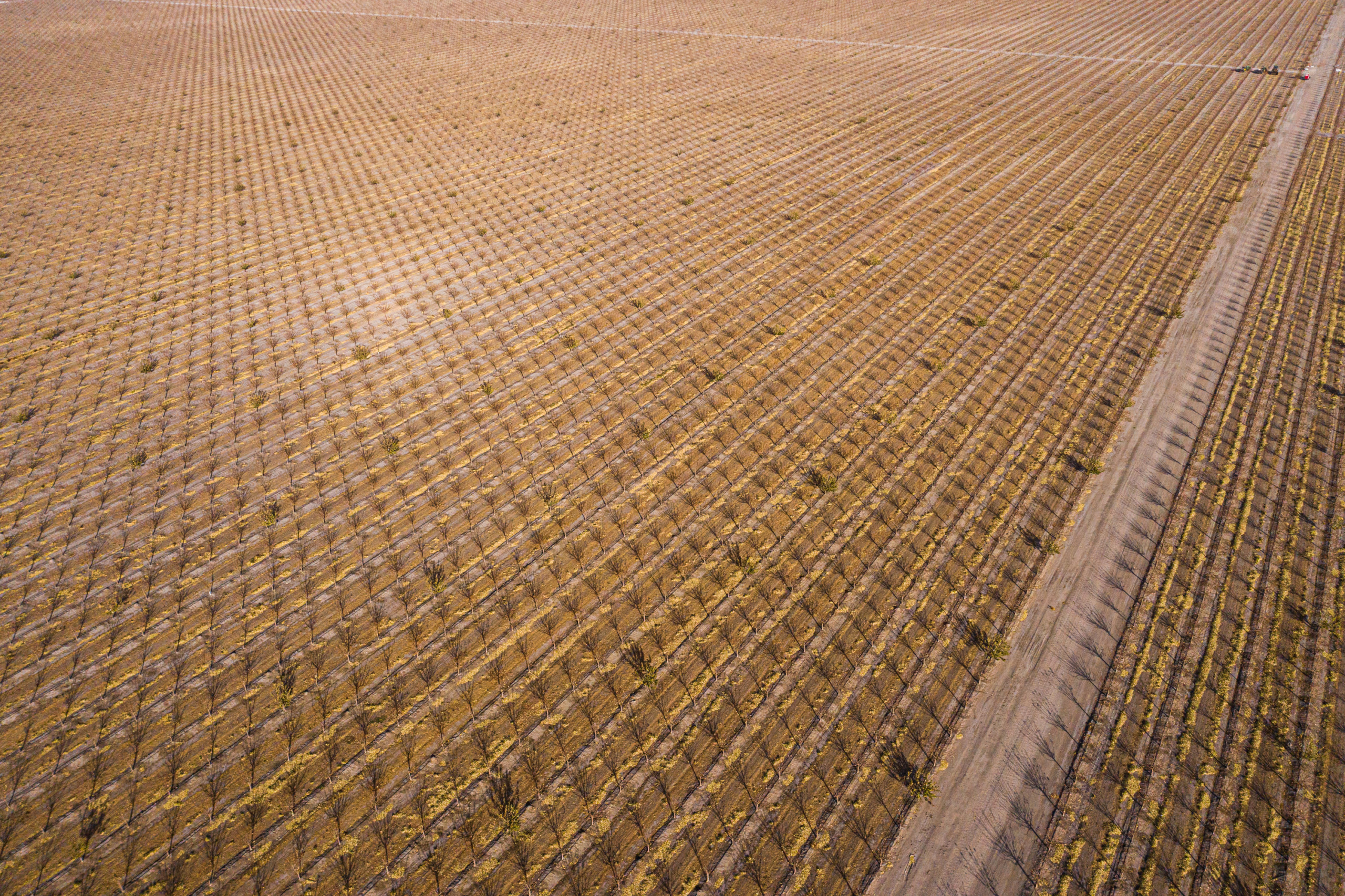 Aerial view of pistachio trees in winter