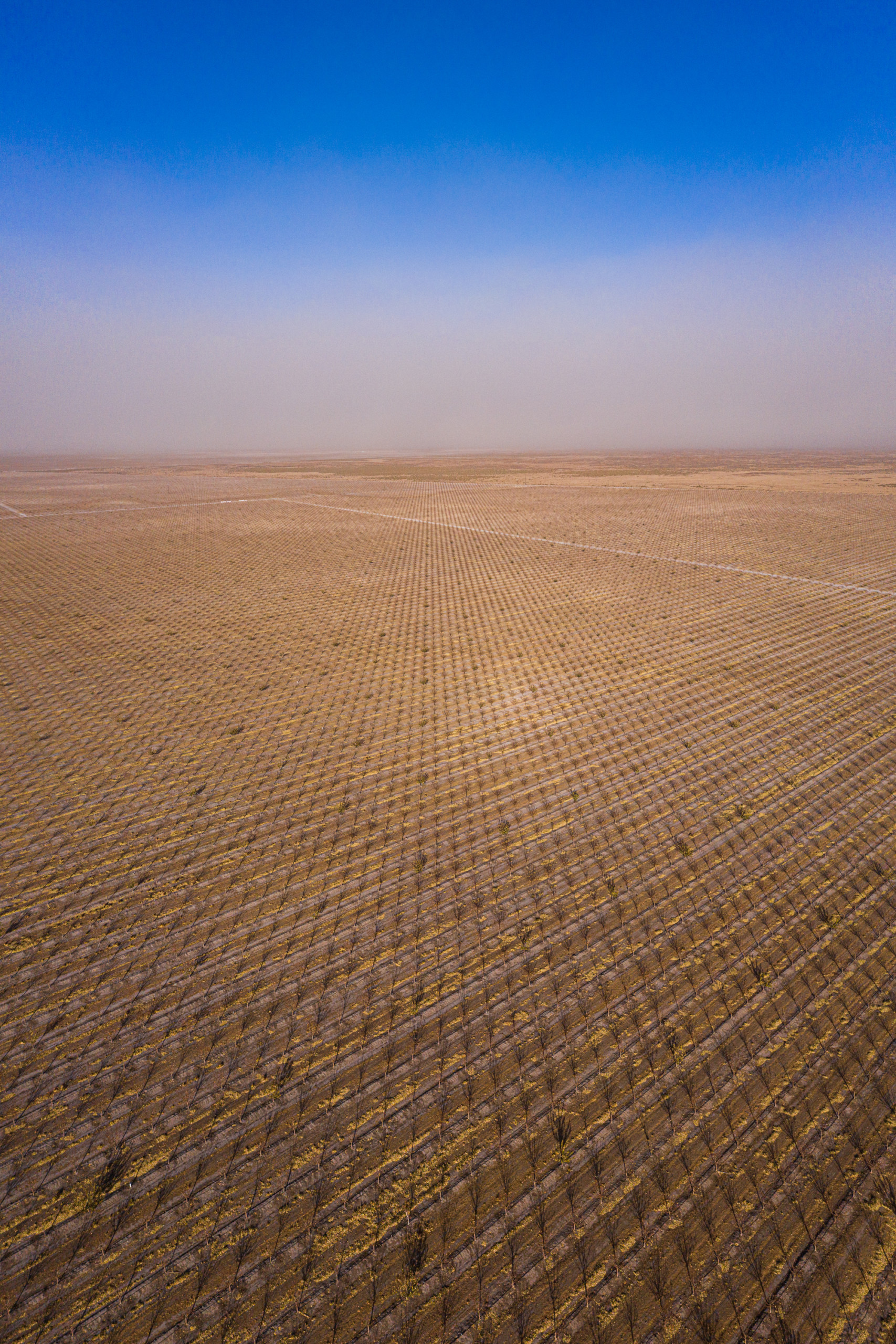 The haze of a dust storm over pistachio groves in Central California