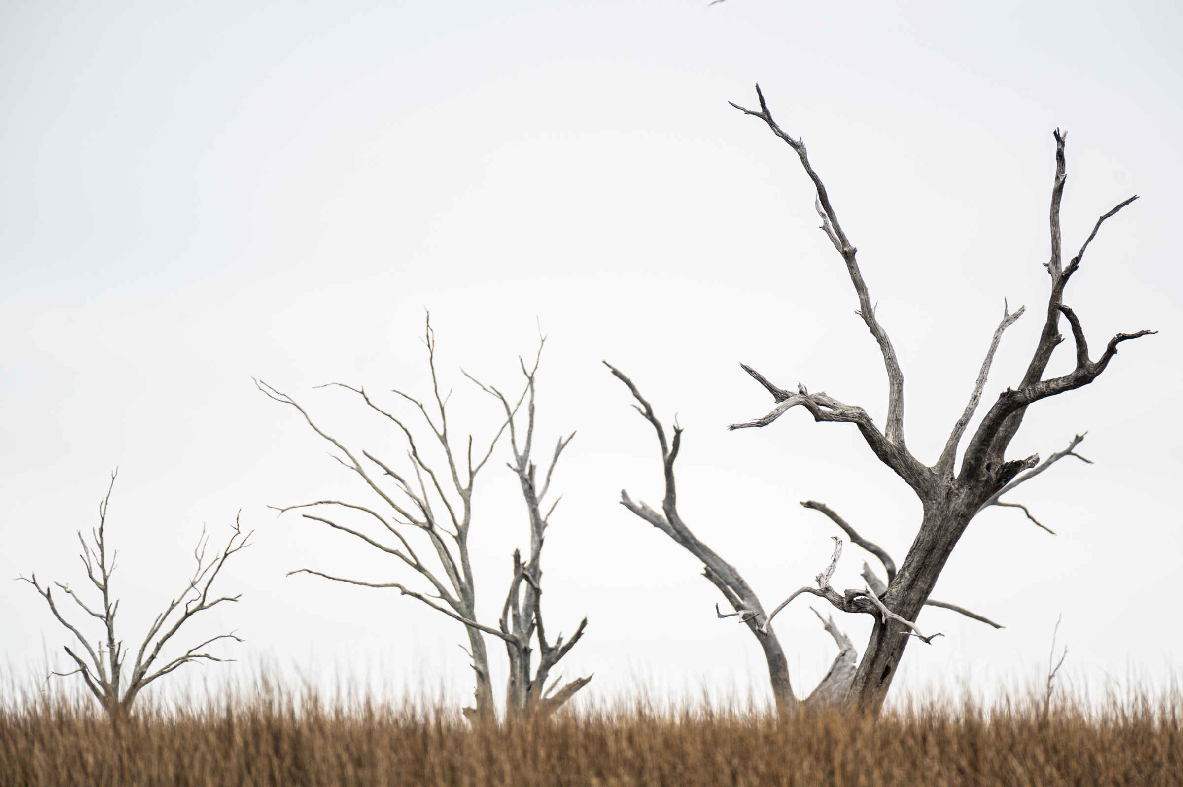 Ghost oaks in the marsh of Point-Aux-Chenes, Louisiana