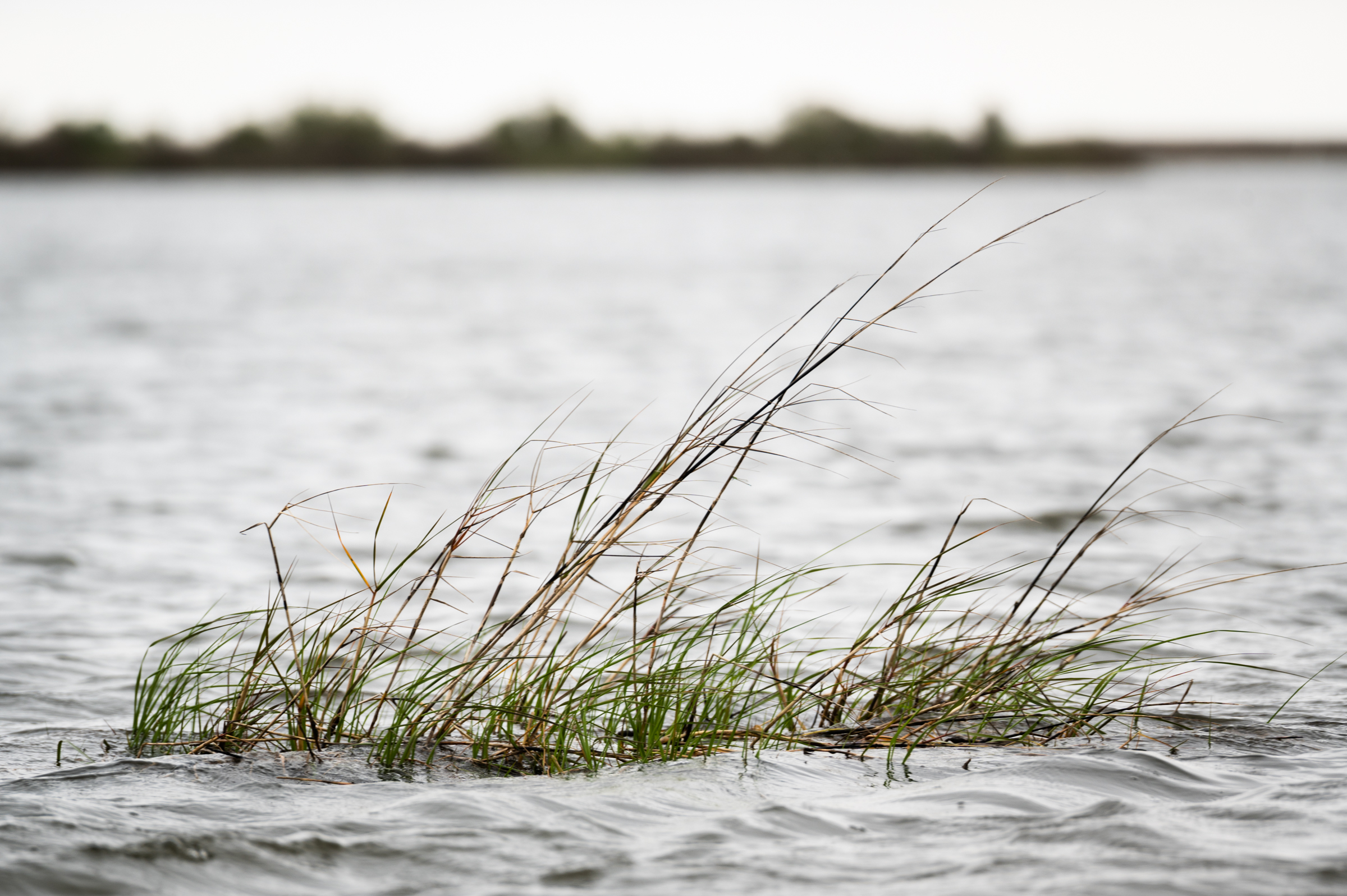 A small patch of marsh grass near a canal in Point-Aux-Chenes