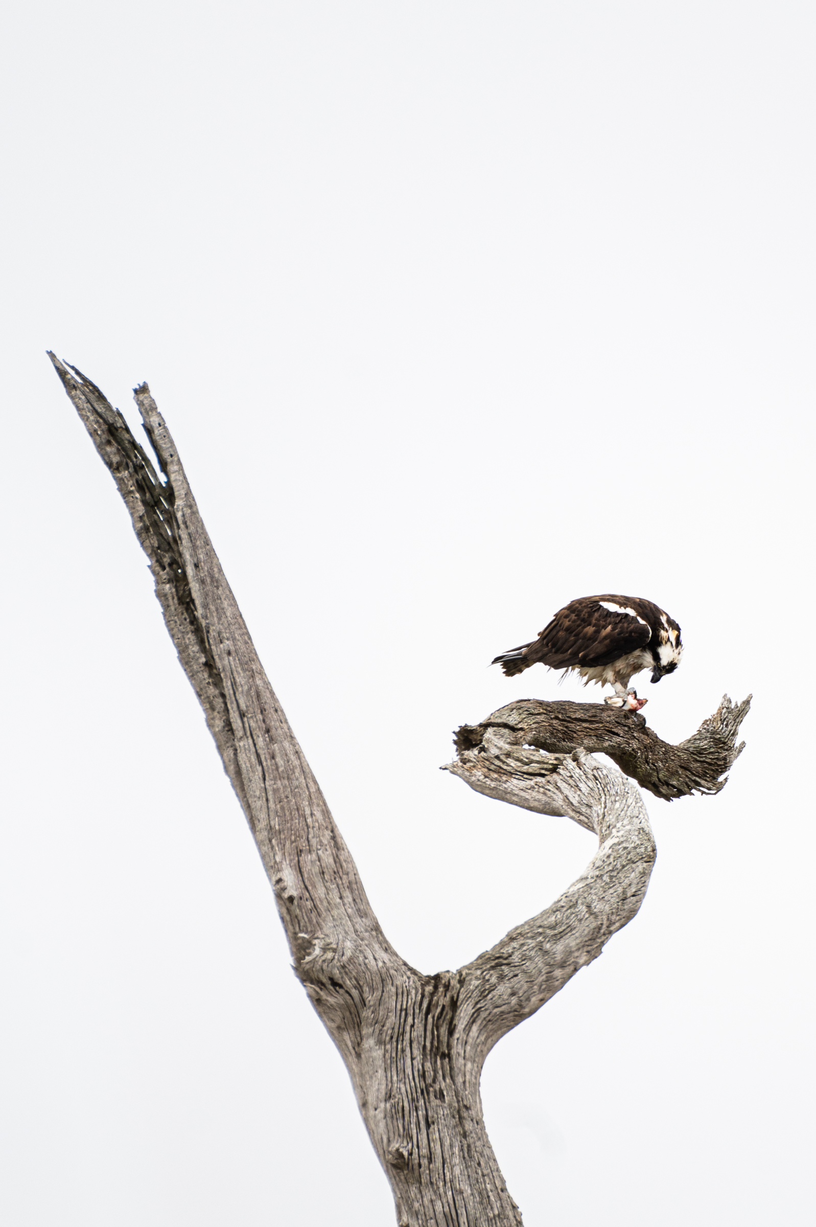 An osprey feeding on speckled trout in a ghost oak tree