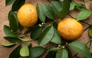 Late winter lemons harvested from a New Orleans garden