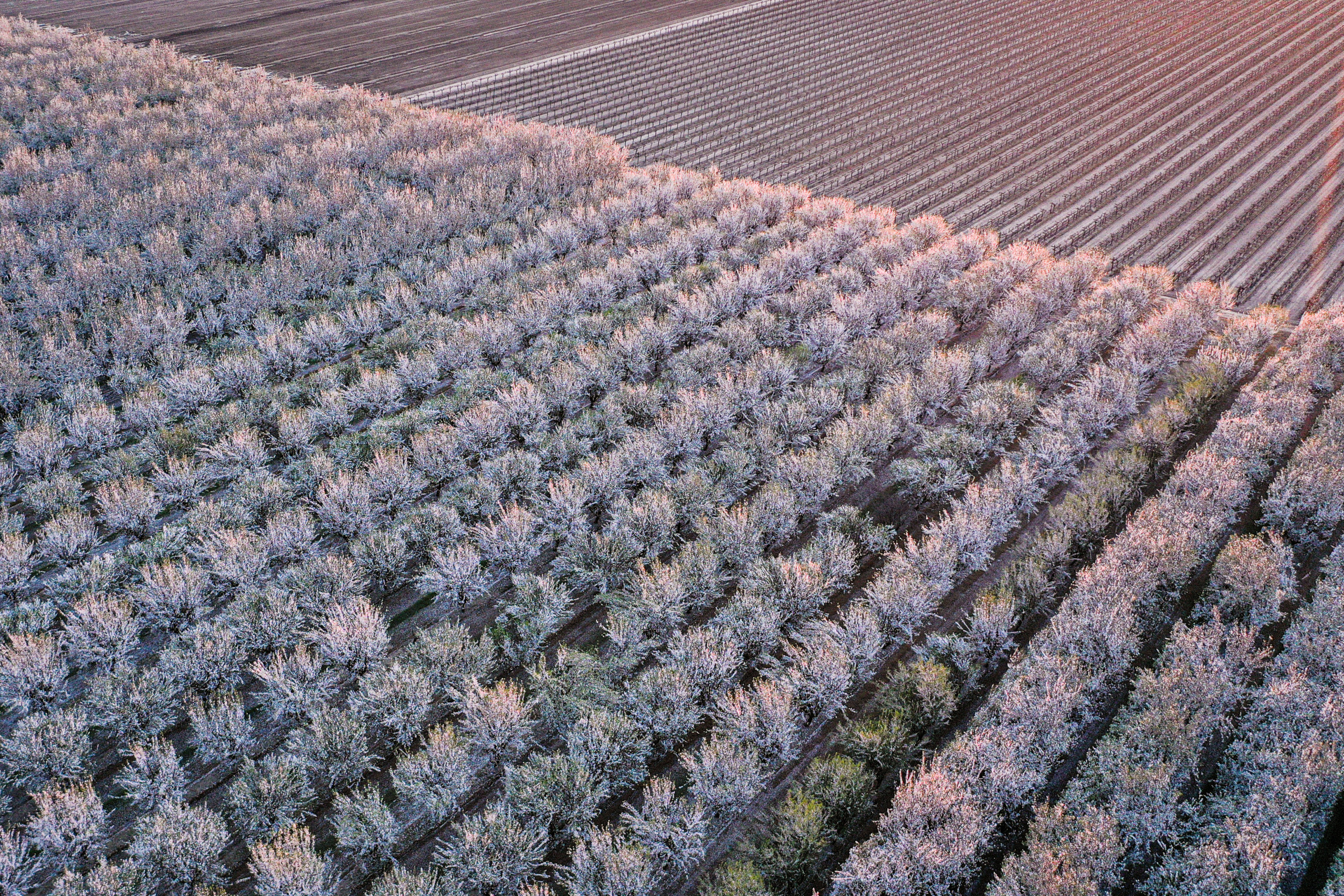 An orchard of almond trees in bloom at sunset