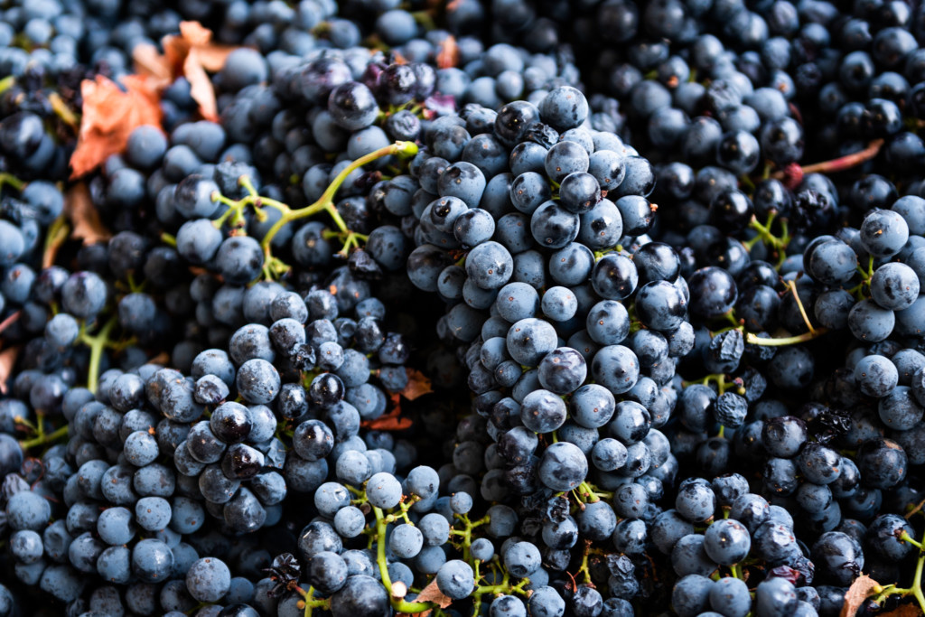 Wine grapes with bloom