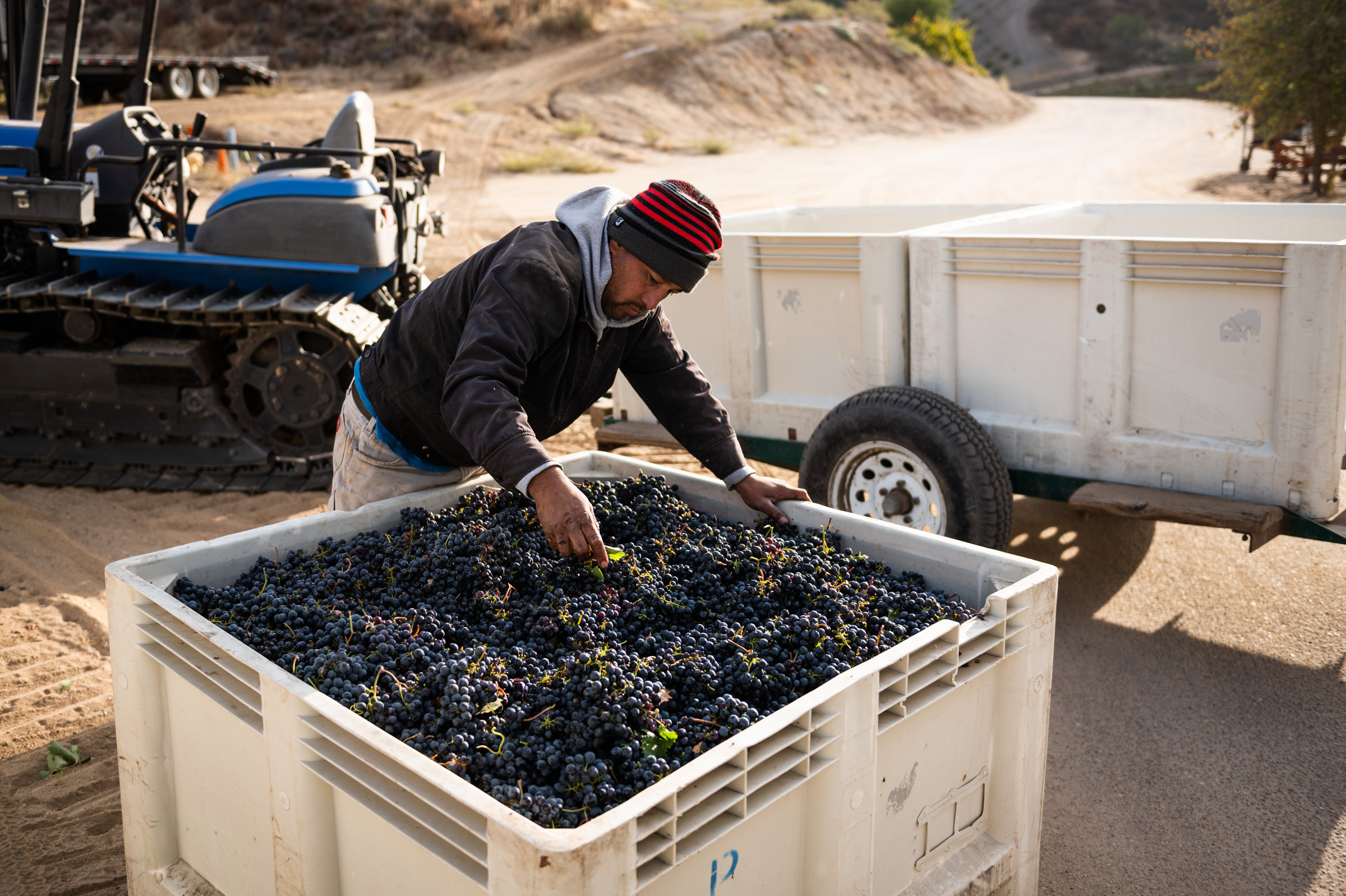 A crew member at Peachy Canyon inspects a bin of wine grapes, removing leaves and debris