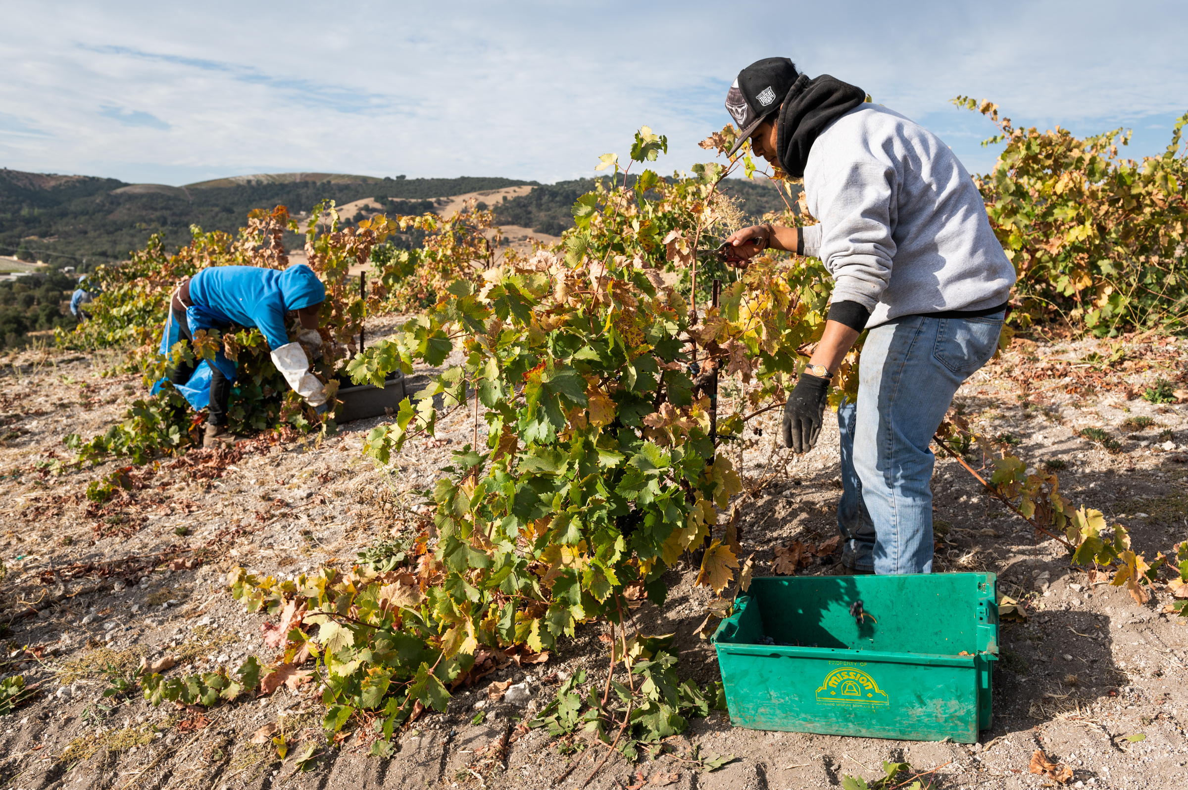 Field workers harvest wine grapes along California's Central Coast